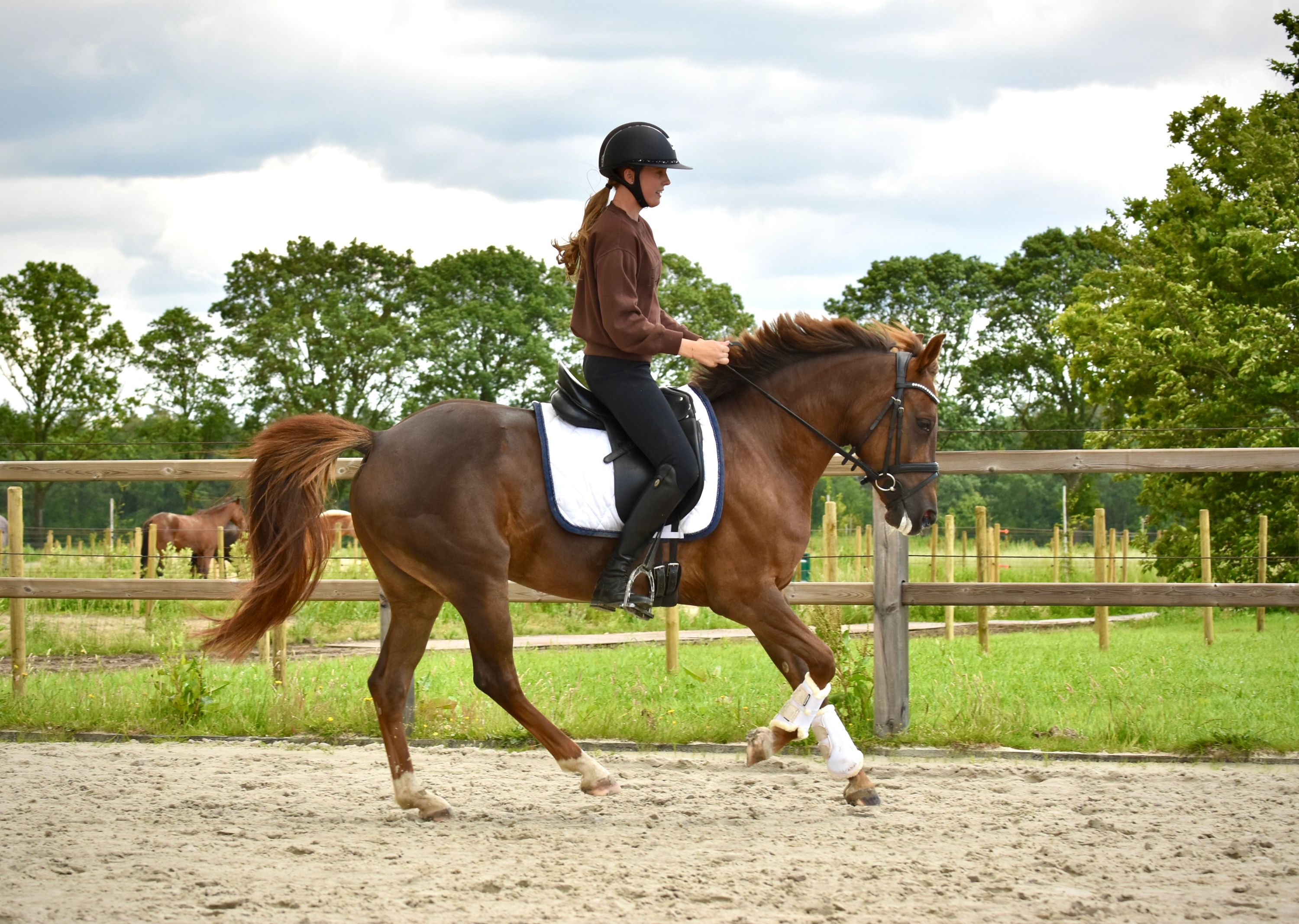 new-forest allround-pony merrie 6 jaar vos te koop - Foto 3