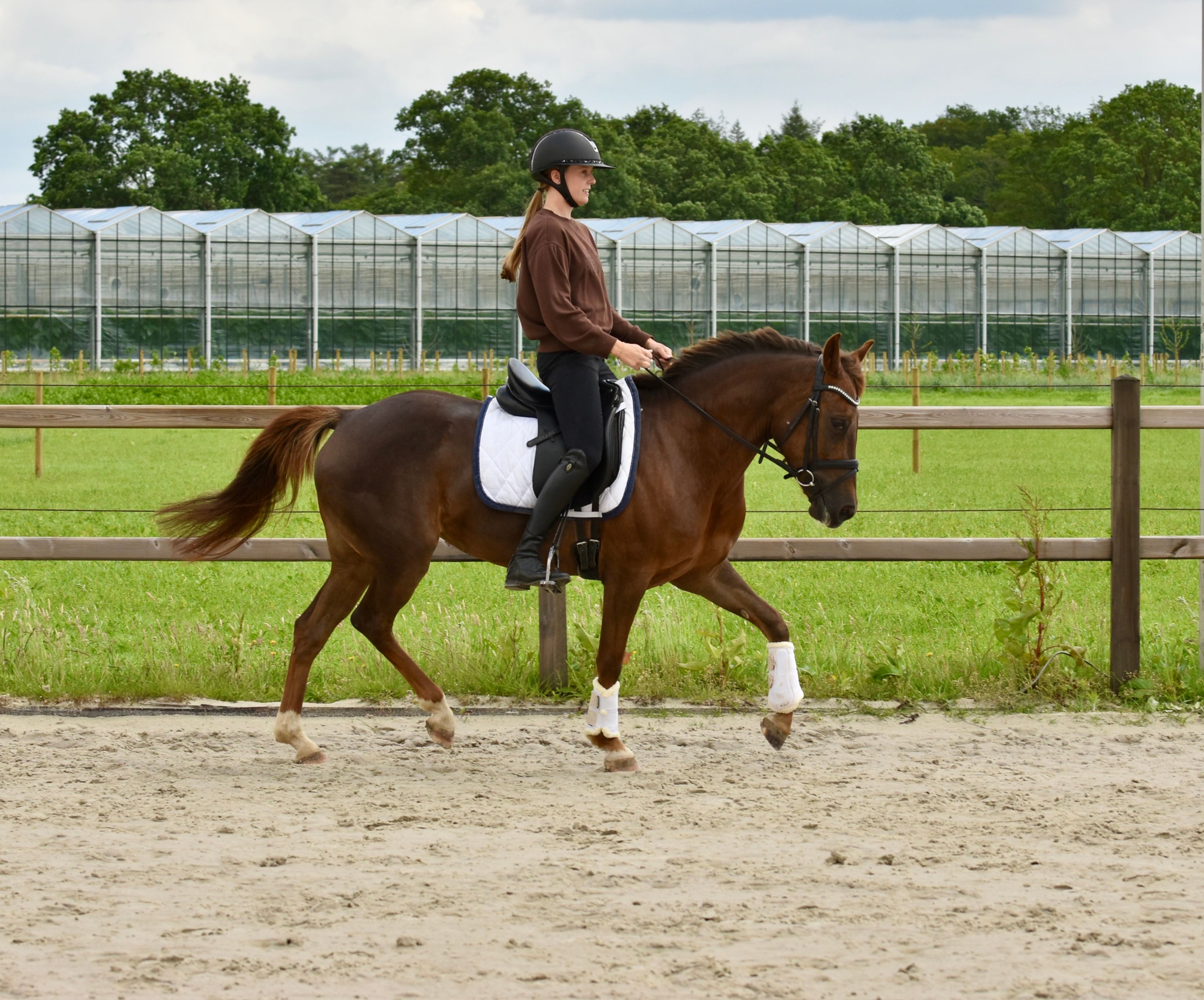 new-forest allround-pony merrie 6 jaar vos te koop - Foto 6