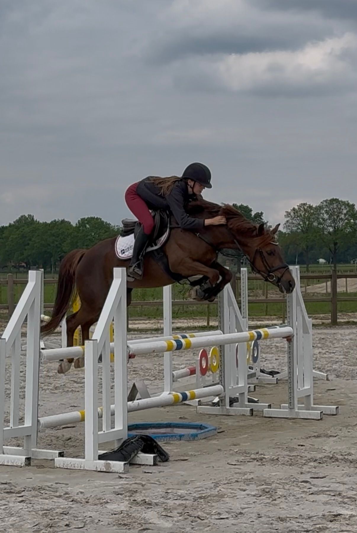 new-forest allround-pony merrie 6 jaar vos te koop - Foto 4