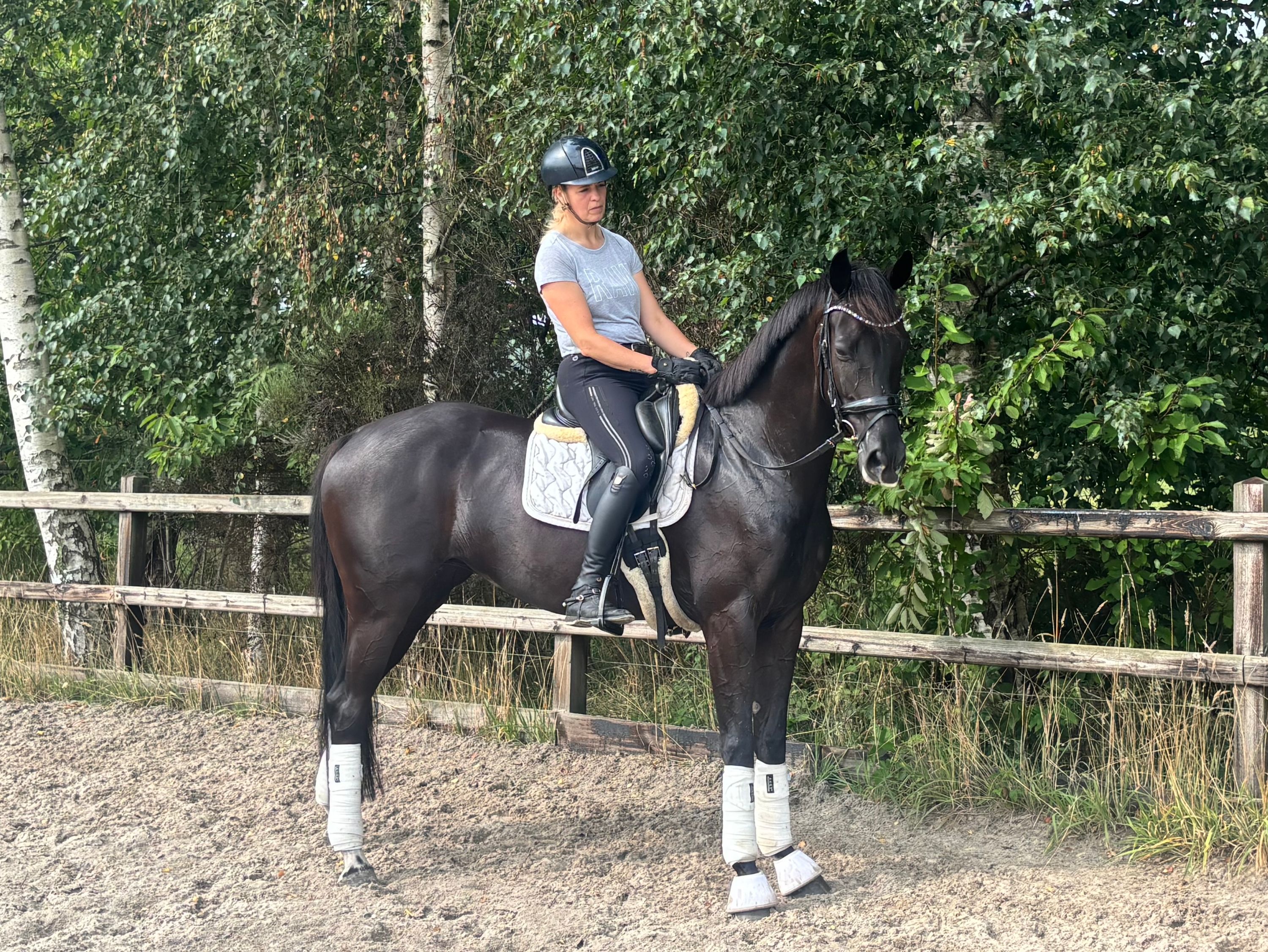 kwpn dressuurpaard merrie 5 años zwart en venta - Foto 2