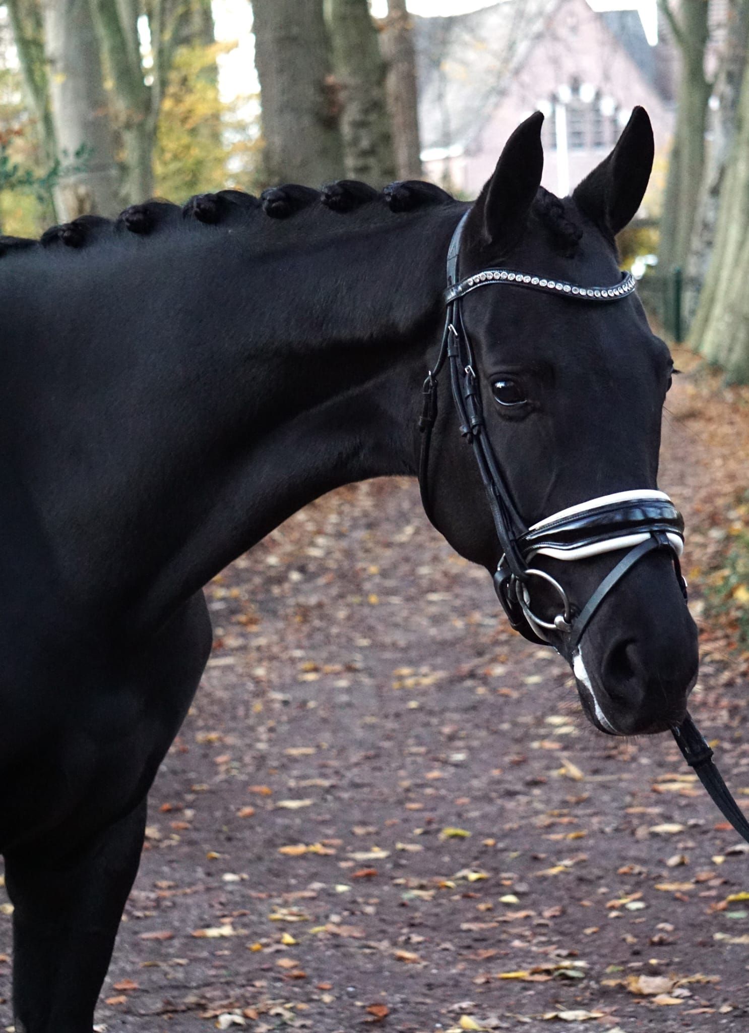 kwpn dressuurpaard merrie 5 años zwart en venta - Foto 3