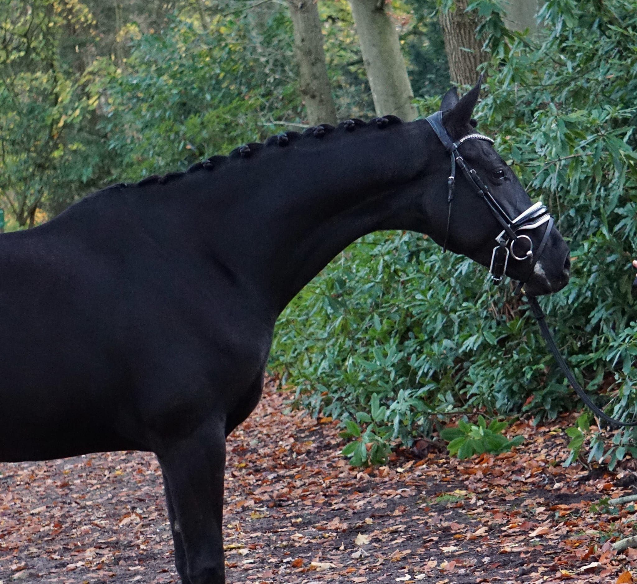 kwpn dressuurpaard merrie 5 años zwart en venta - Foto 4