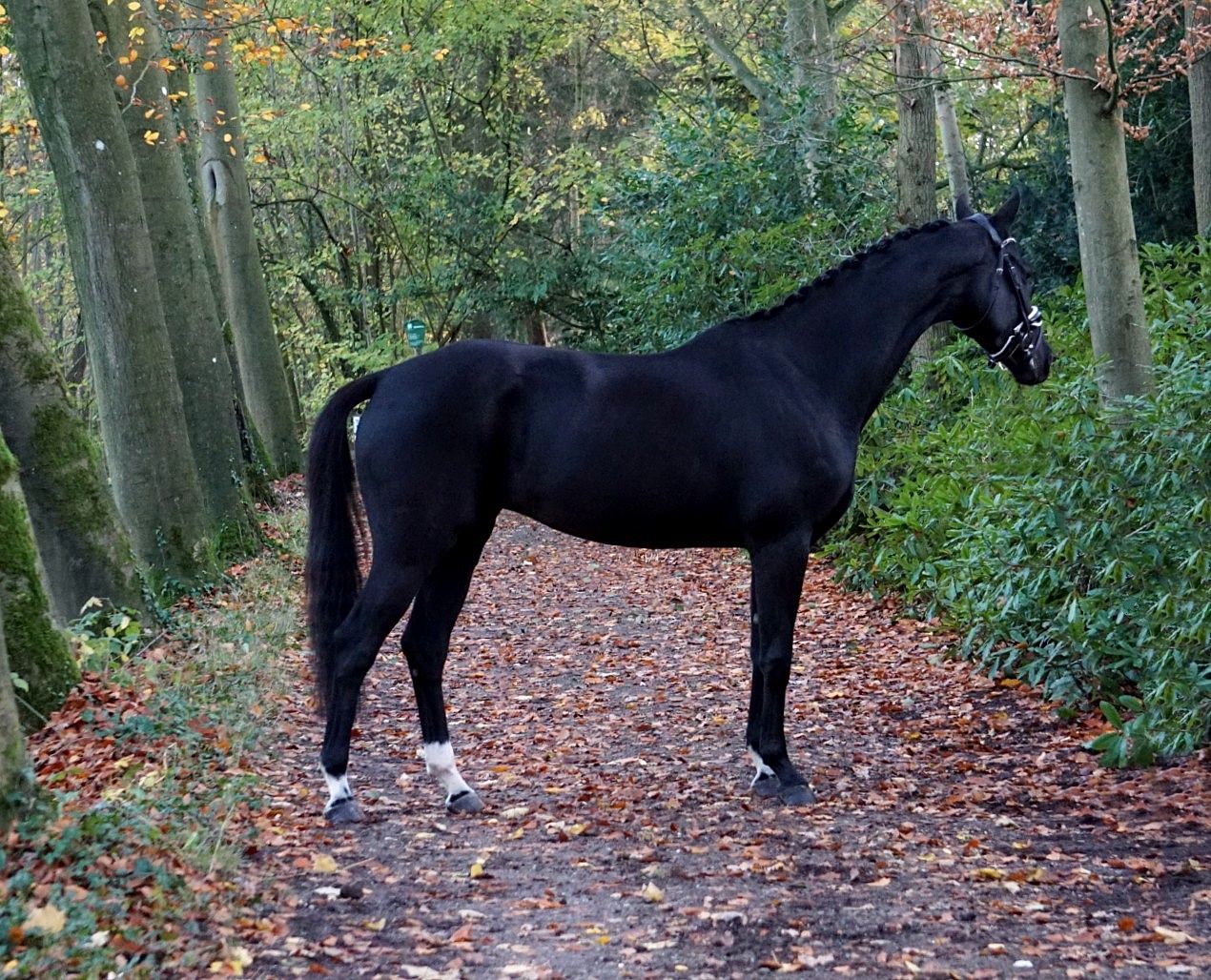 kwpn dressuurpaard merrie 5 años zwart en venta - Foto 5