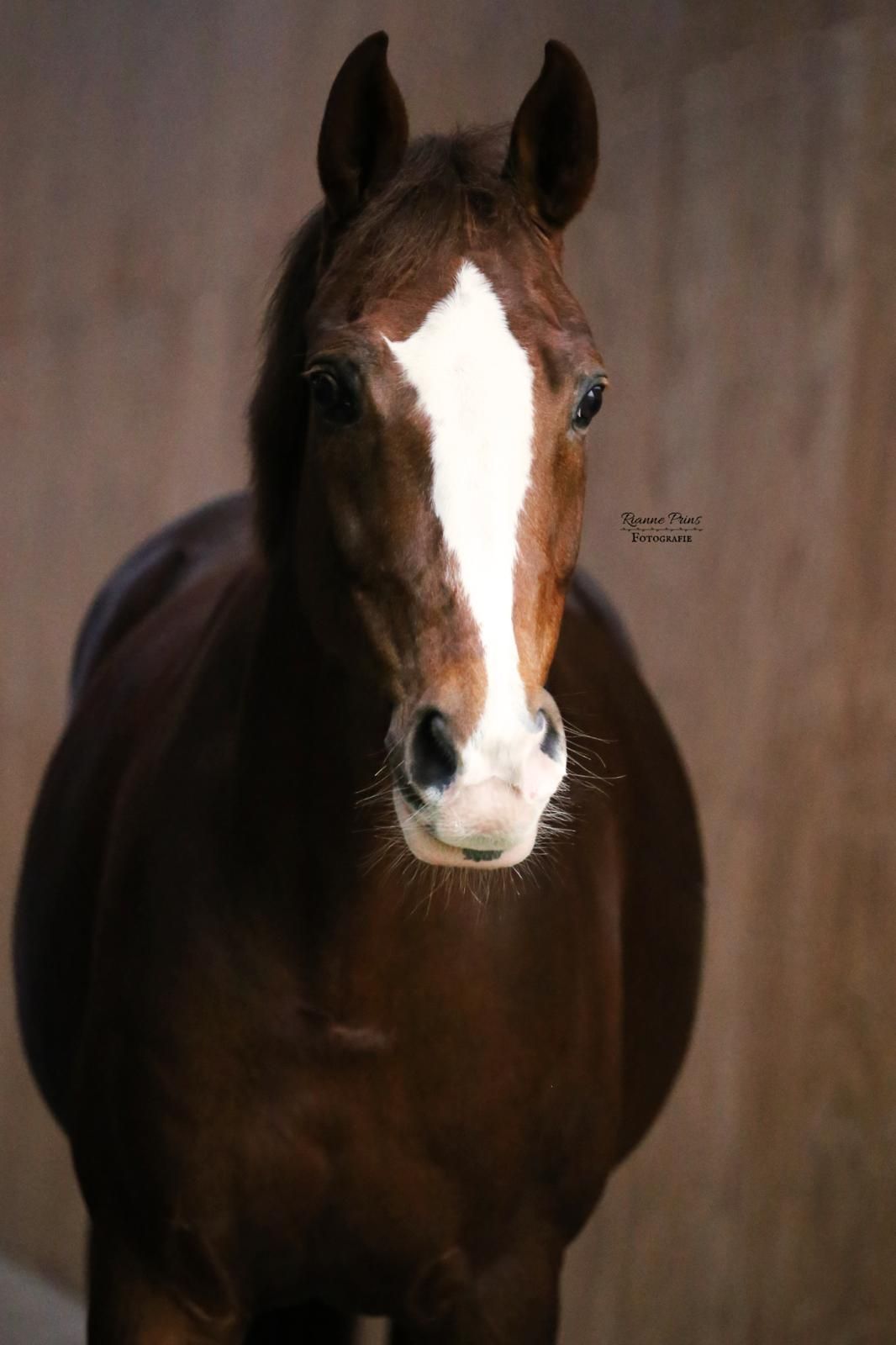 kwpn recreatie-paard merrie 18 岁 vos 出售 - 照片 2