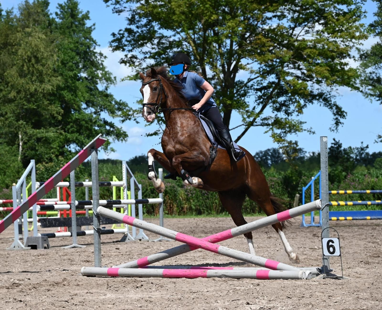 kwpn recreatie-paard merrie 18 岁 vos 出售 - 照片 6