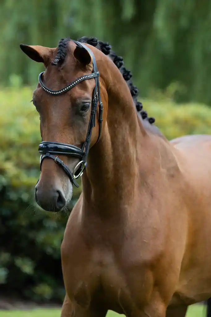 4 jarige NMK merrie