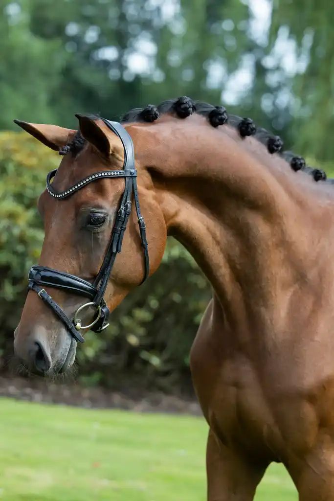 kwpn dressuurpaard merrie 4 歳 bruin 売り出し中 - 写真 3