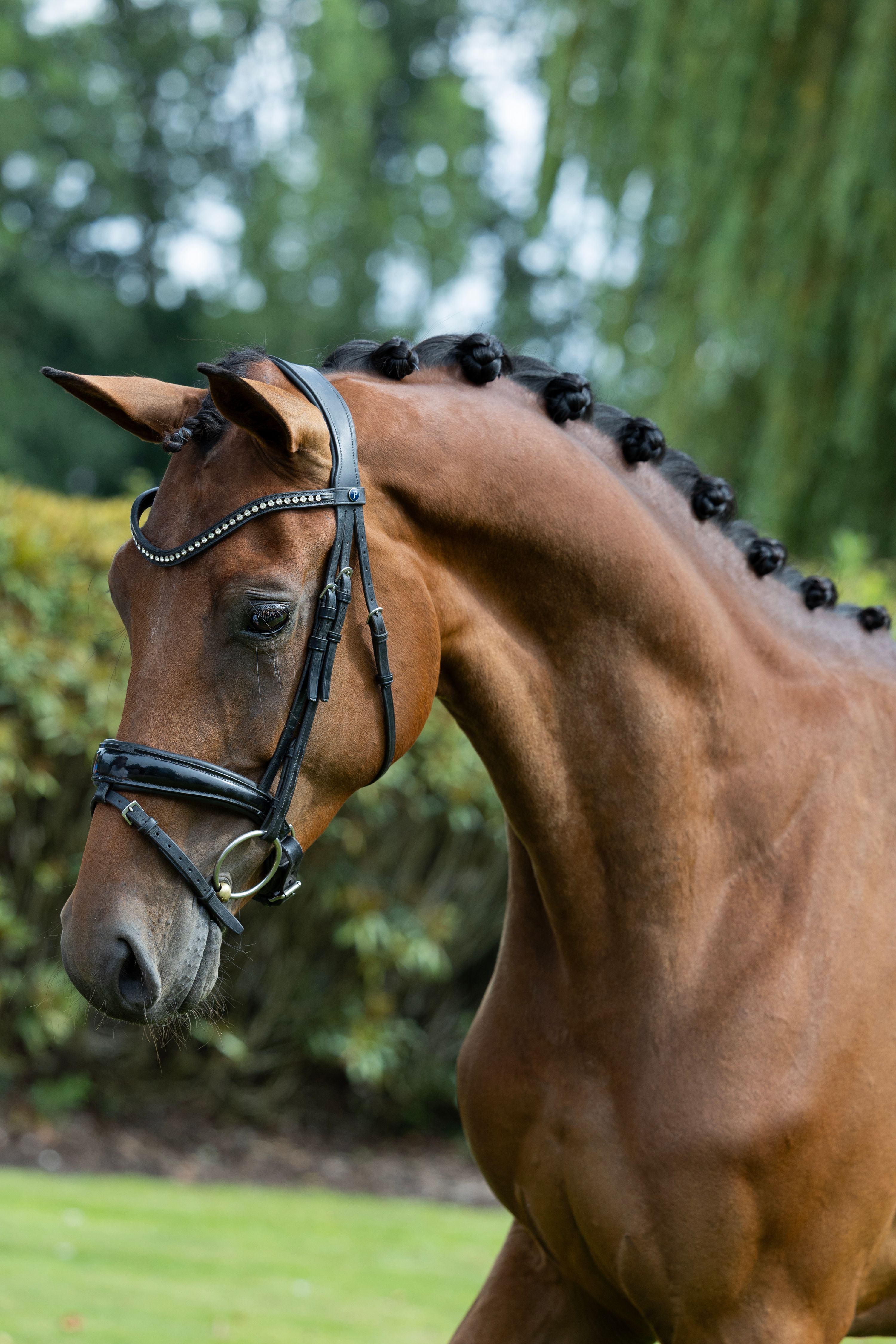 kwpn dressuurpaard merrie 4 歳 bruin 売り出し中 - 写真 2