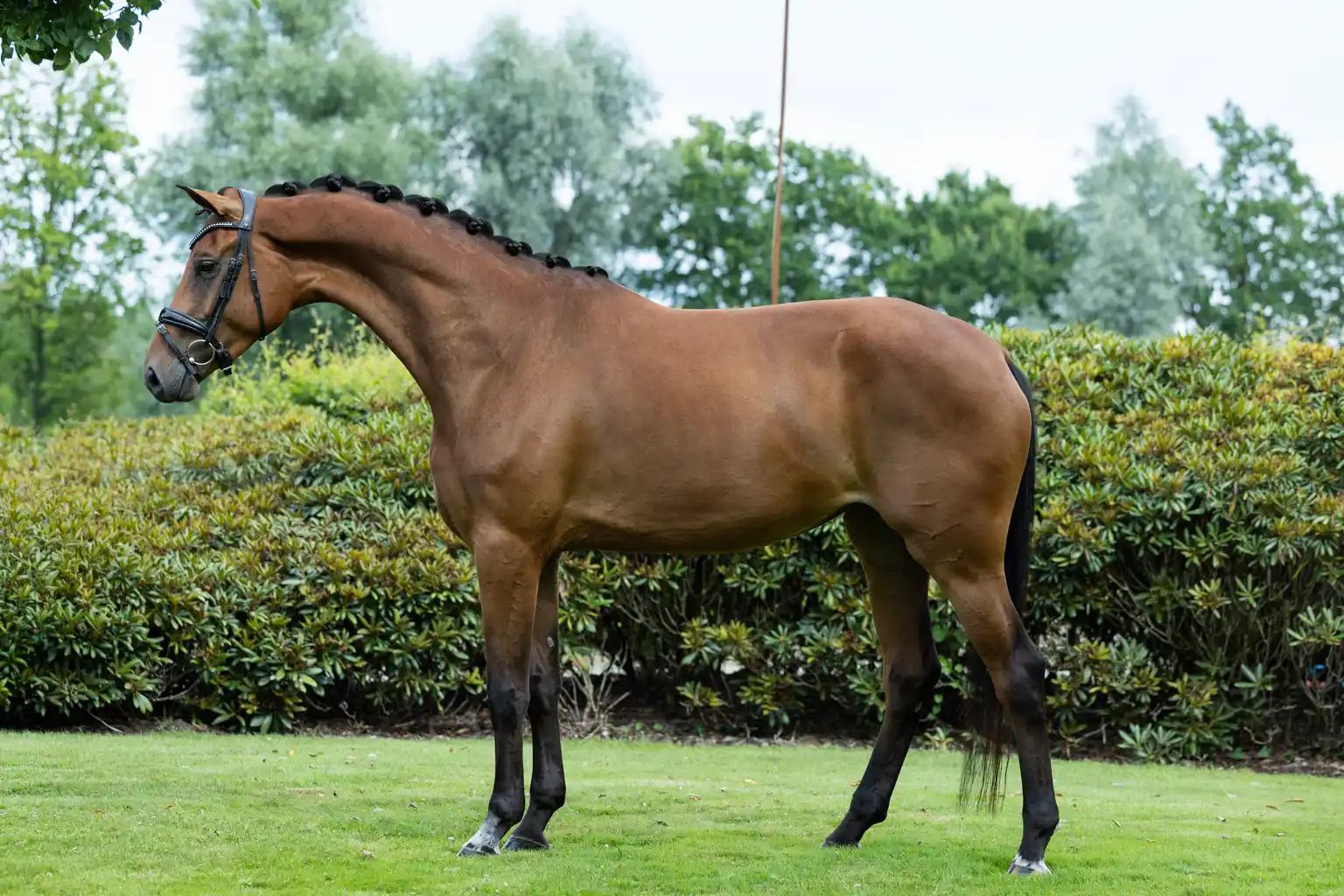 kwpn dressuurpaard merrie 4 歳 bruin 売り出し中 - 写真 4