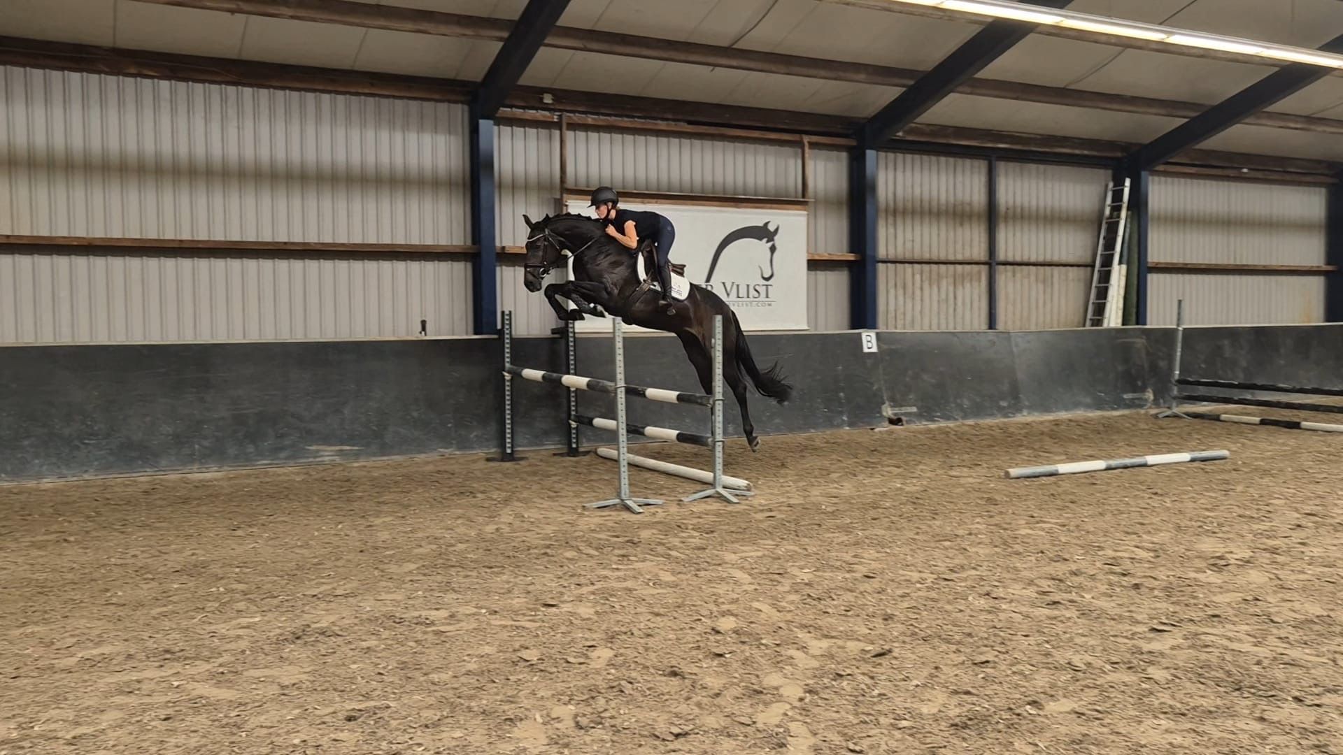 zangersheide springpaard merrie 4 Jahre alt zwart zu verkaufen - Foto 3