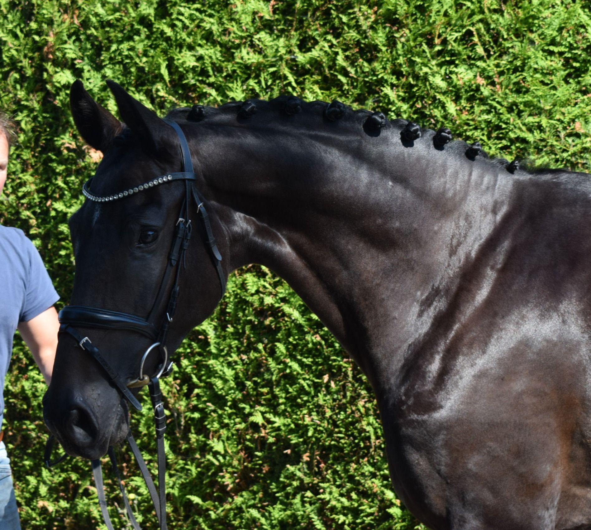 zangersheide springpaard merrie 4 Jahre alt zwart zu verkaufen - Foto 6