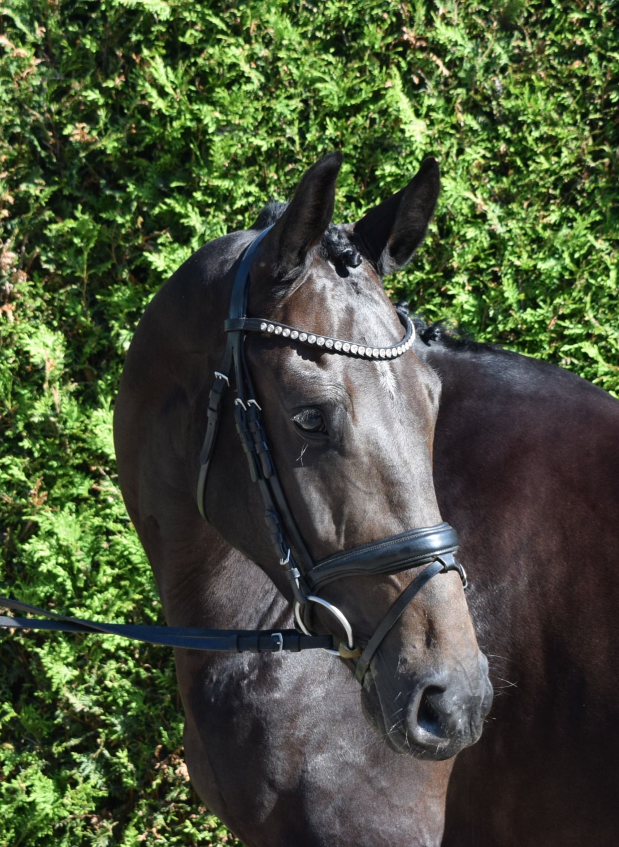 zangersheide springpaard merrie 4 Jahre alt zwart zu verkaufen - Foto 5