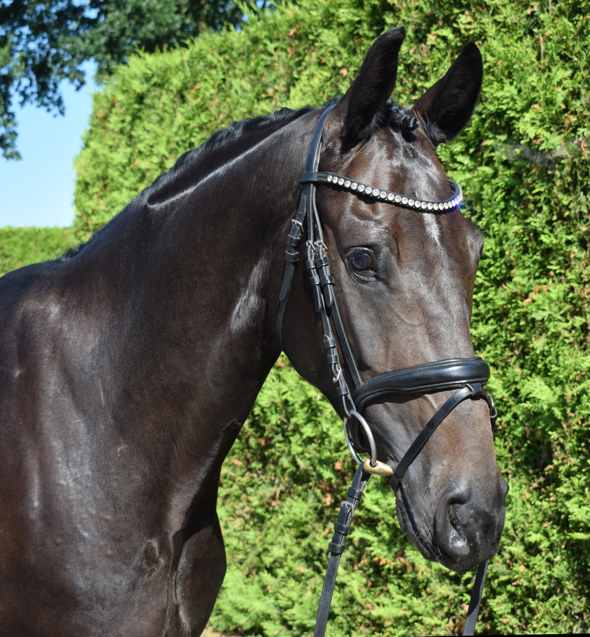 zangersheide springpaard merrie 4 Jahre alt zwart zu verkaufen - Foto 4
