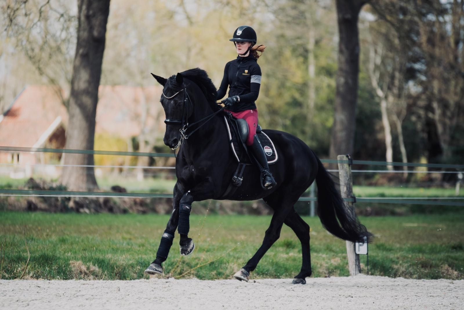 KWPN dressuurpaard hengst 0 år zwart till salu - Foto 5
