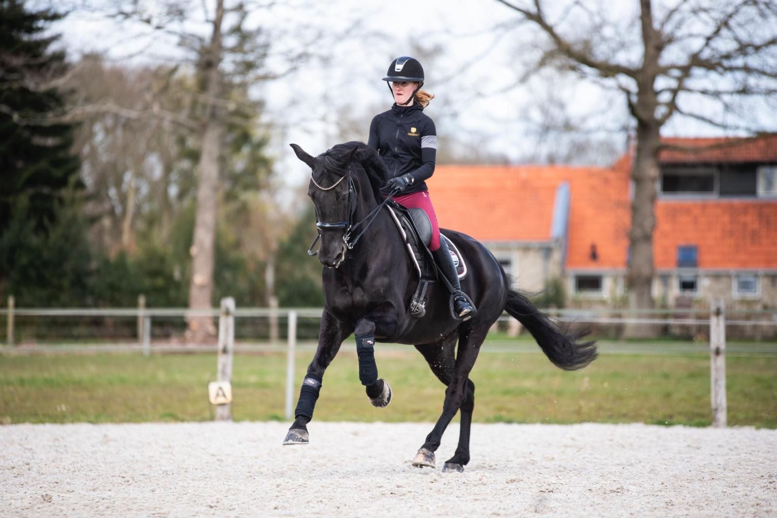 KWPN dressuurpaard hengst 0 år zwart till salu - Foto 4
