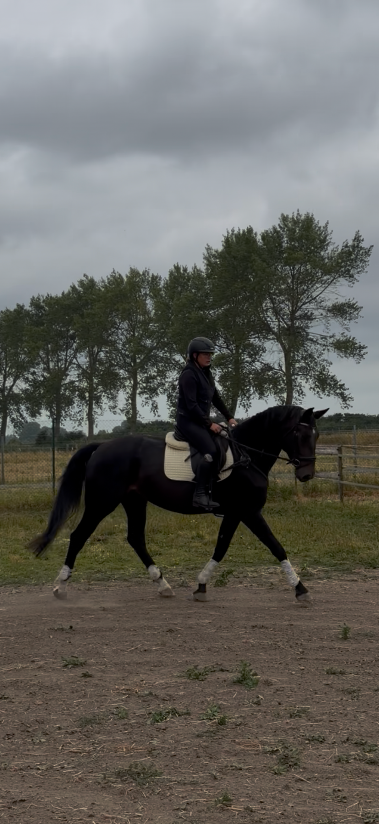 Gentille jument BWP de 6 ans, montée