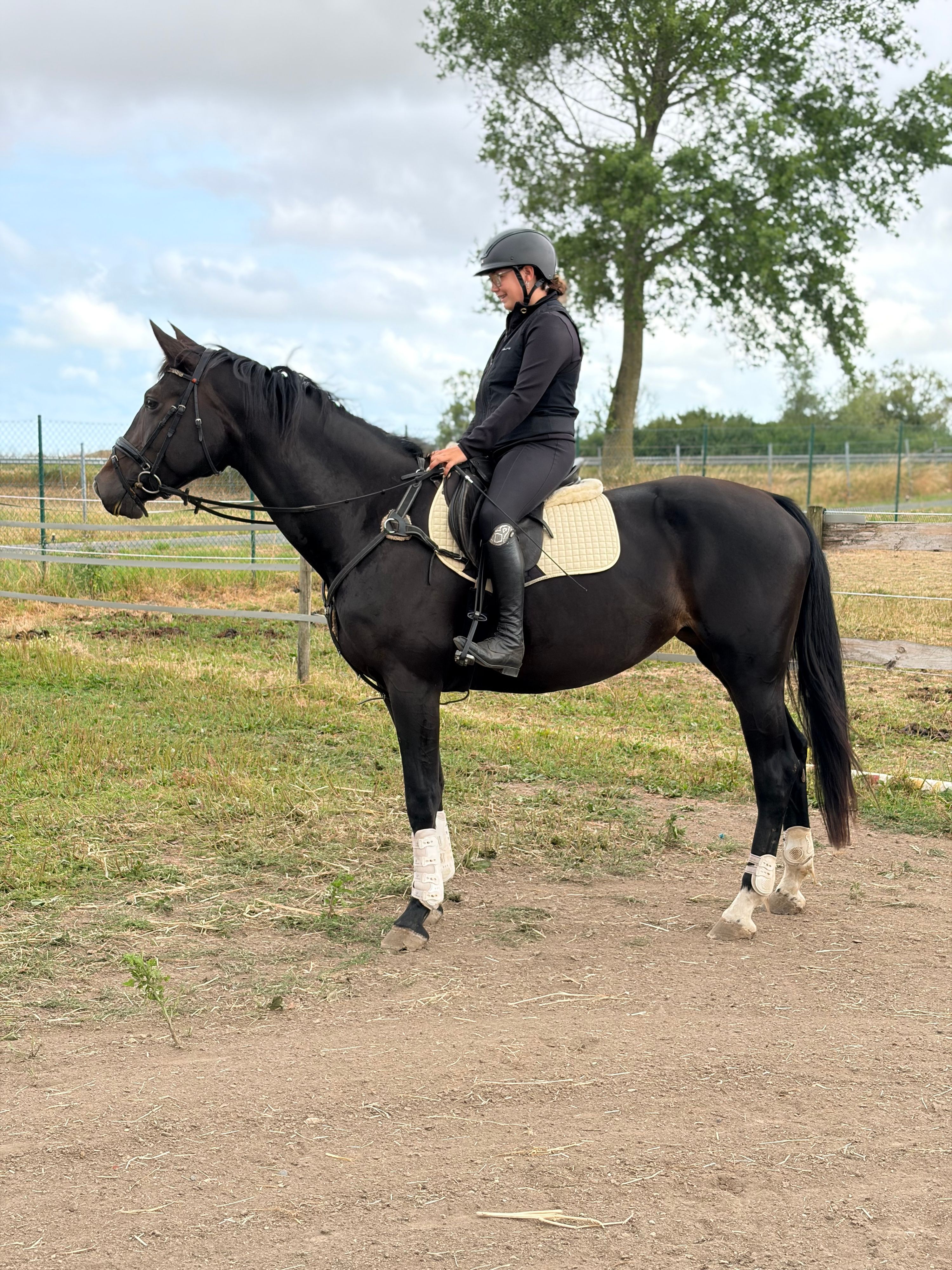 bwp springpaard merrie 6 Jahre alt zwart zu verkaufen - Foto 6
