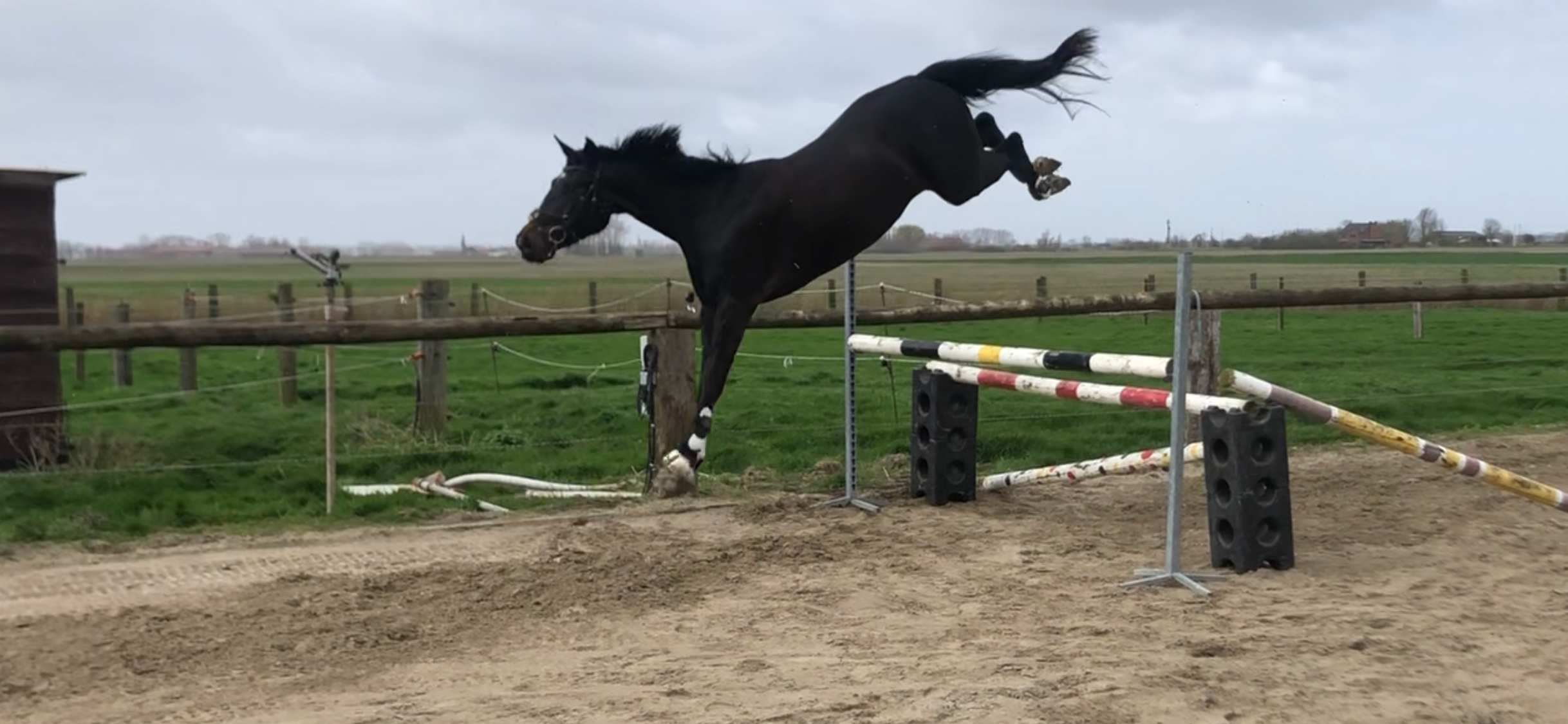 bwp springpaard merrie 6 Jahre alt zwart zu verkaufen - Foto 5