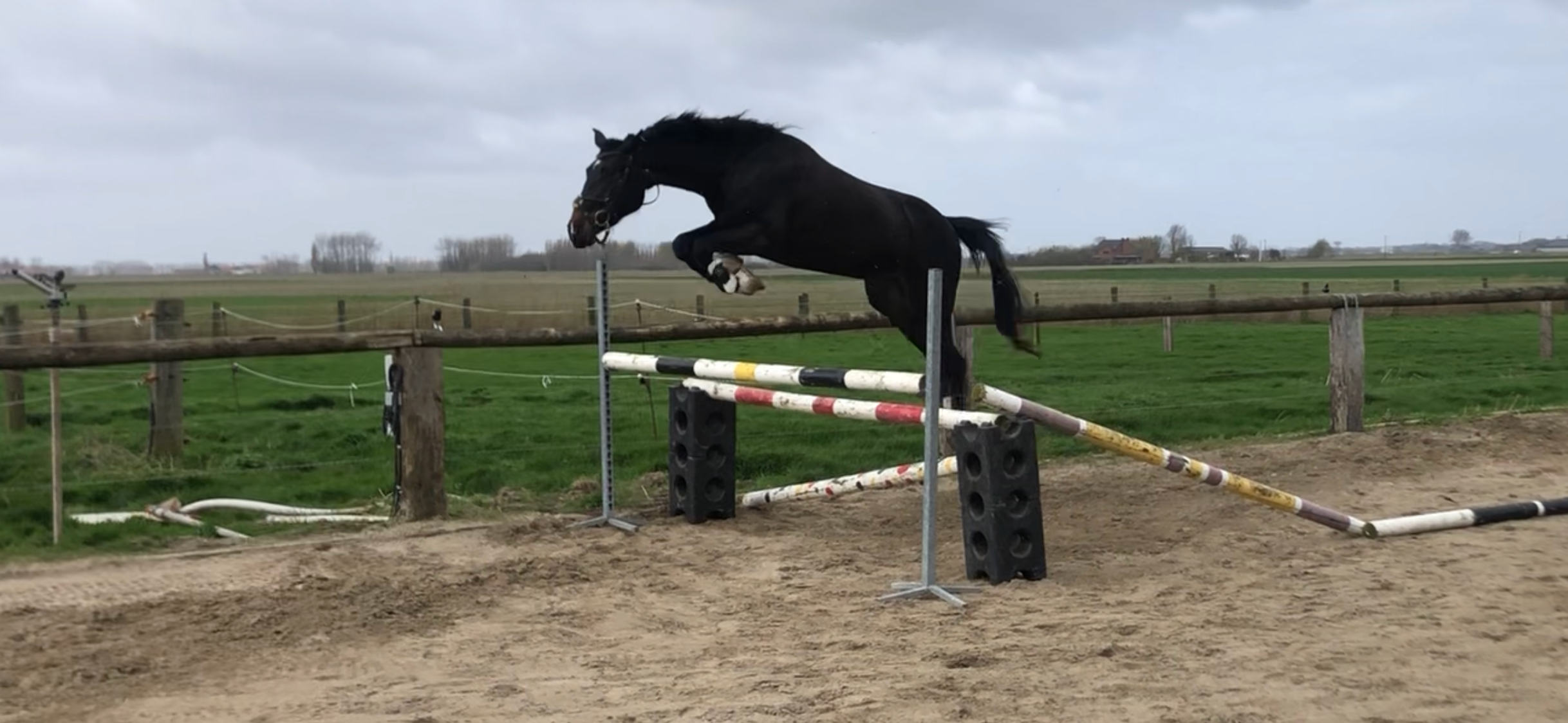 bwp springpaard merrie 6 Jahre alt zwart zu verkaufen - Foto 4