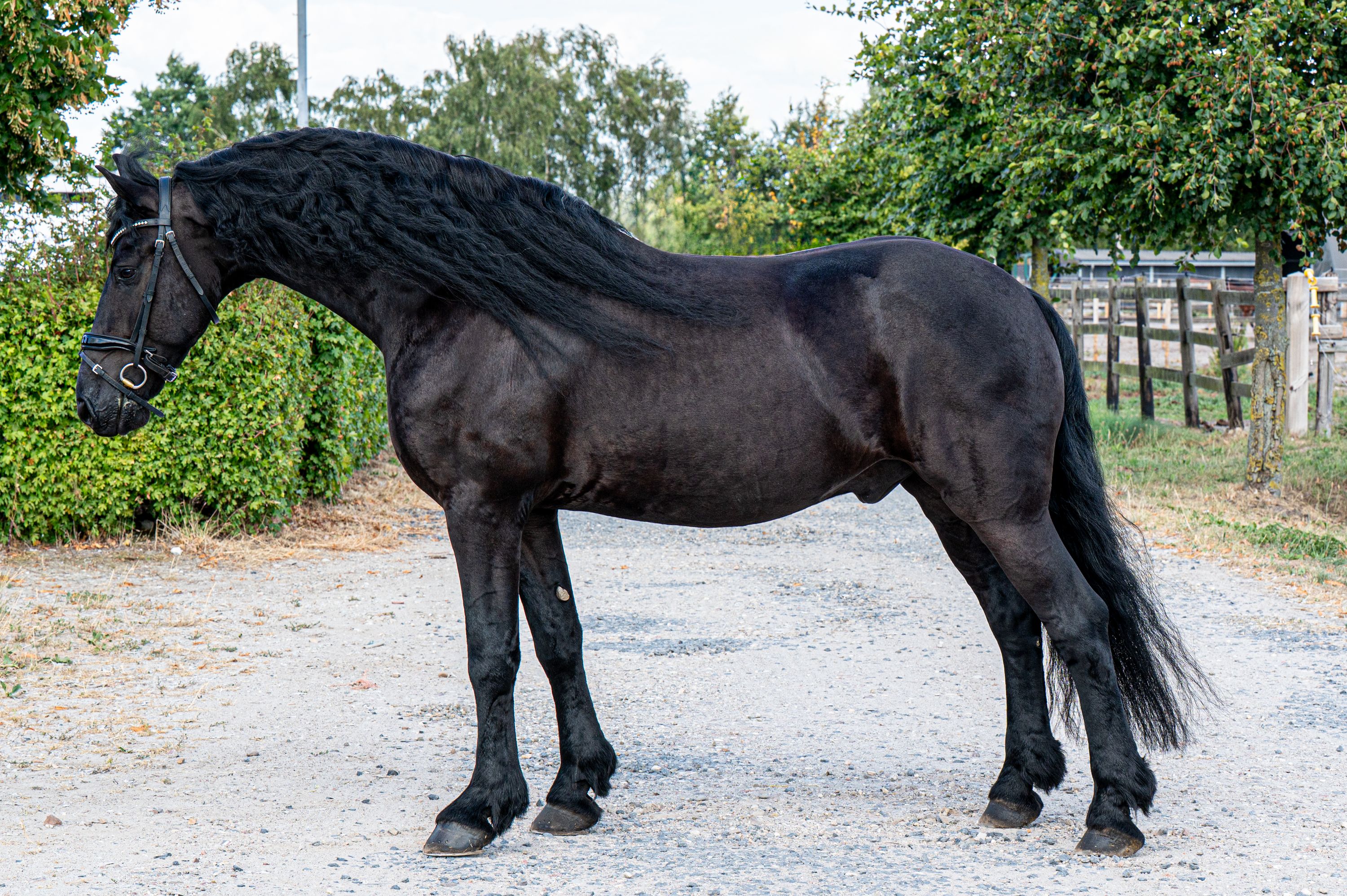 ander recreatie-paard ruin 8 jaar zwart te koop - Foto 6