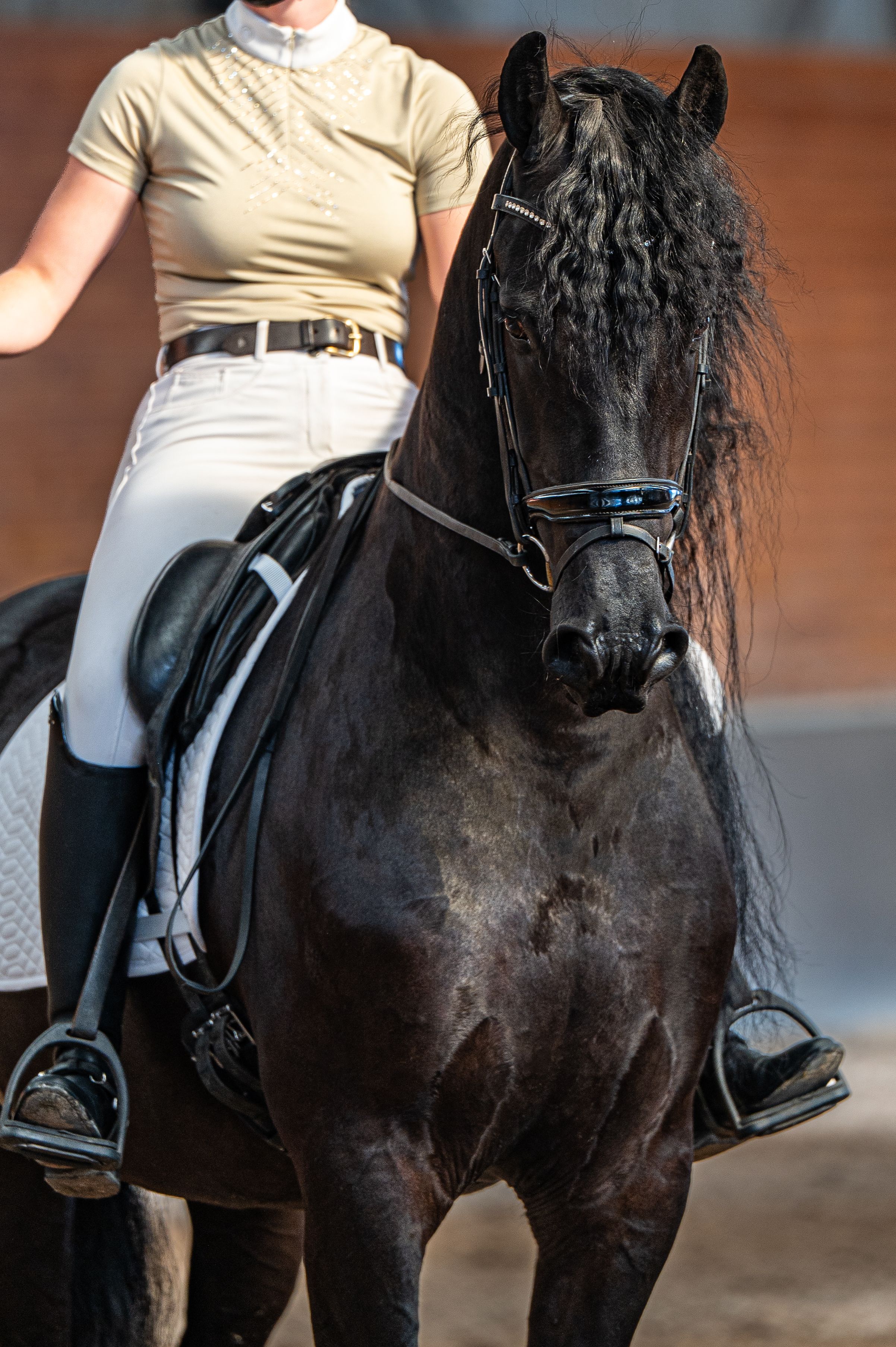 ander recreatie-paard ruin 8 jaar zwart te koop - Foto 4