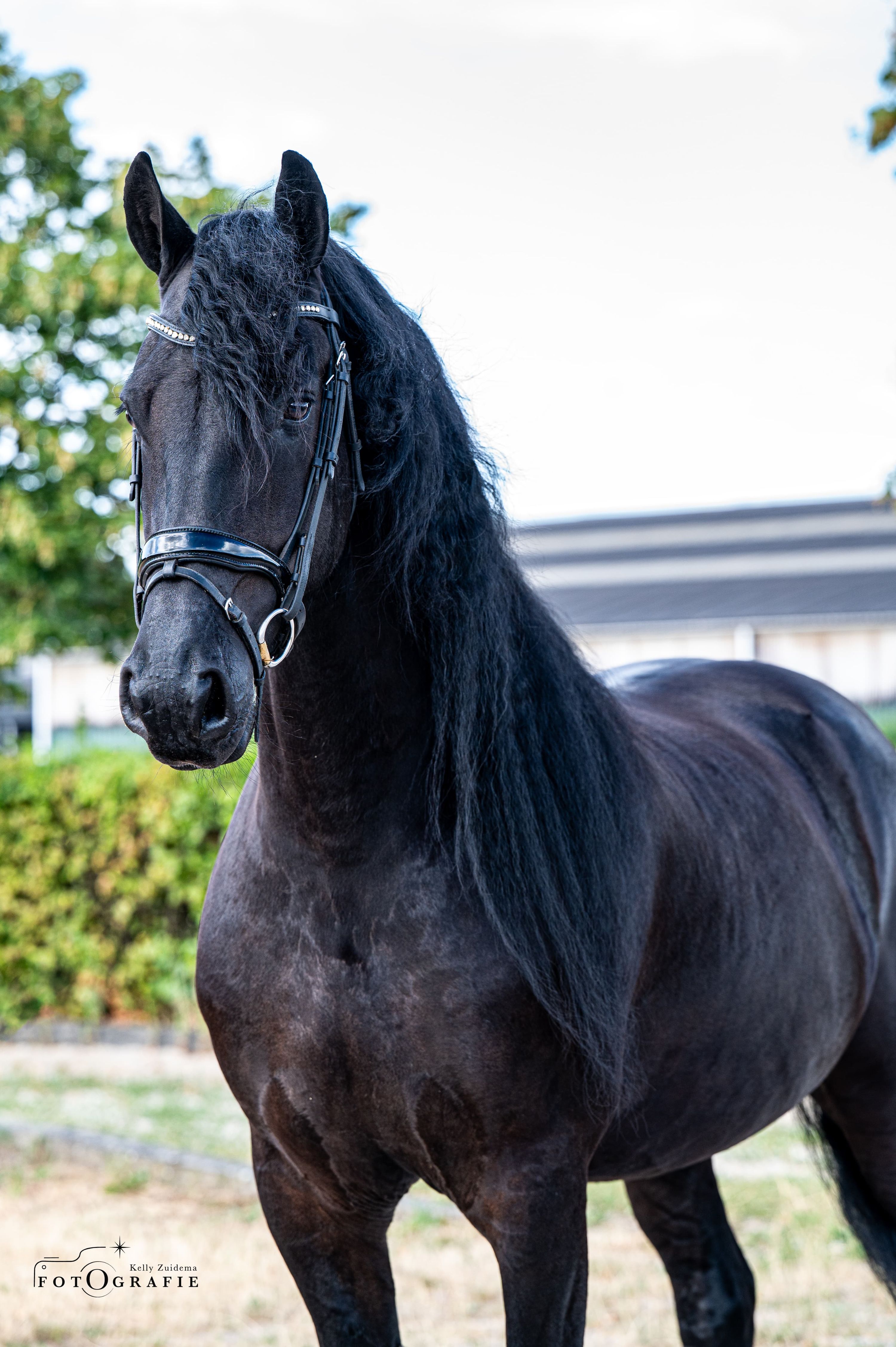 ander recreatie-paard ruin 8 jaar zwart te koop - Foto 5