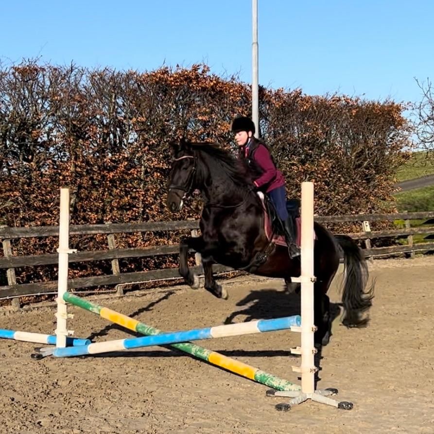 ander allround-pony ruin 12 jaar donkerbruin te koop - Foto 5