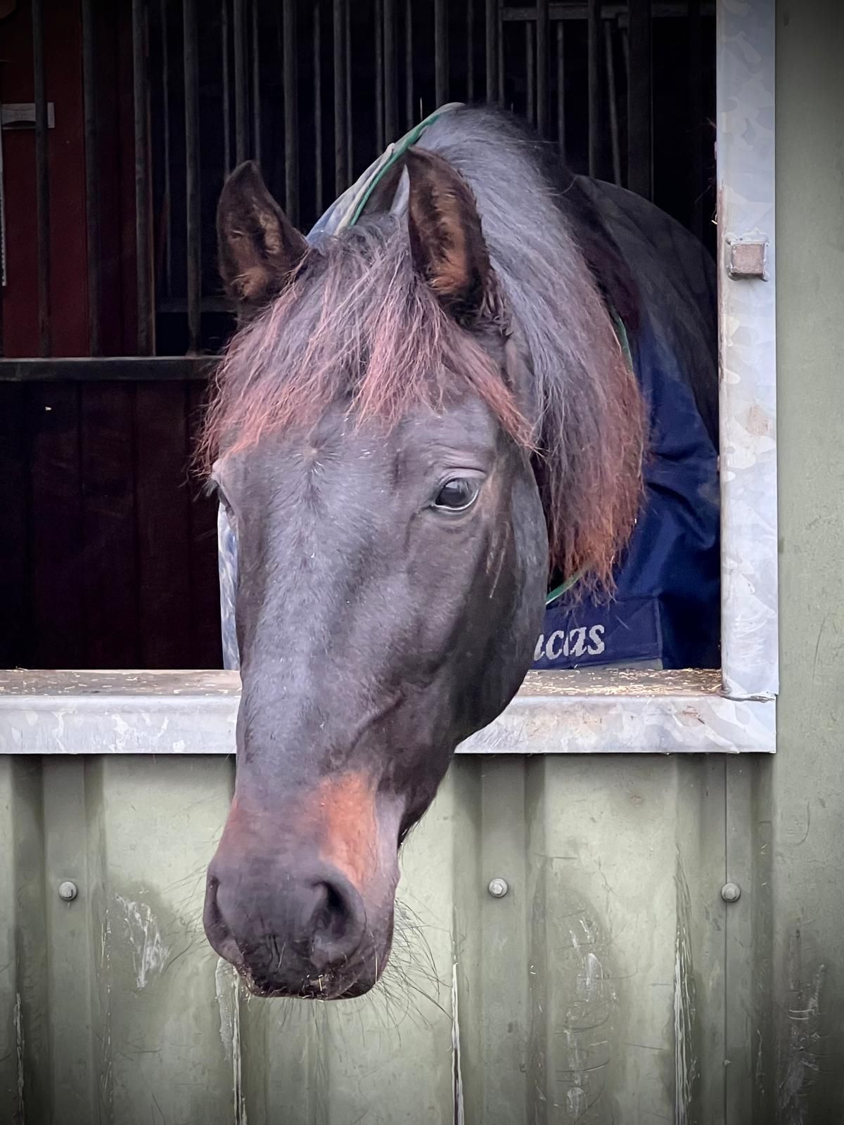 ander allround-pony ruin 12 jaar donkerbruin te koop - Foto 6