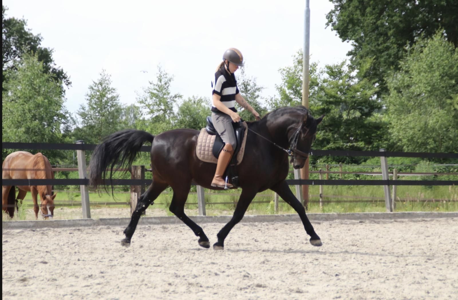 ander allround-pony ruin 12 jaar donkerbruin te koop - Foto 4
