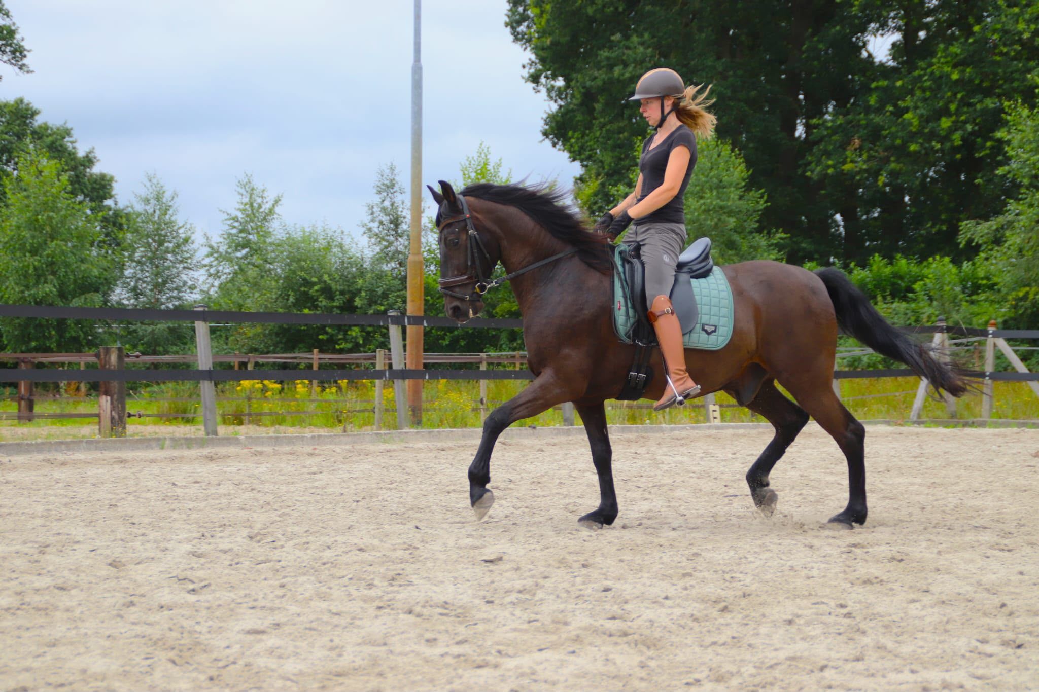 ander allround-pony ruin 12 jaar donkerbruin te koop - Foto 3