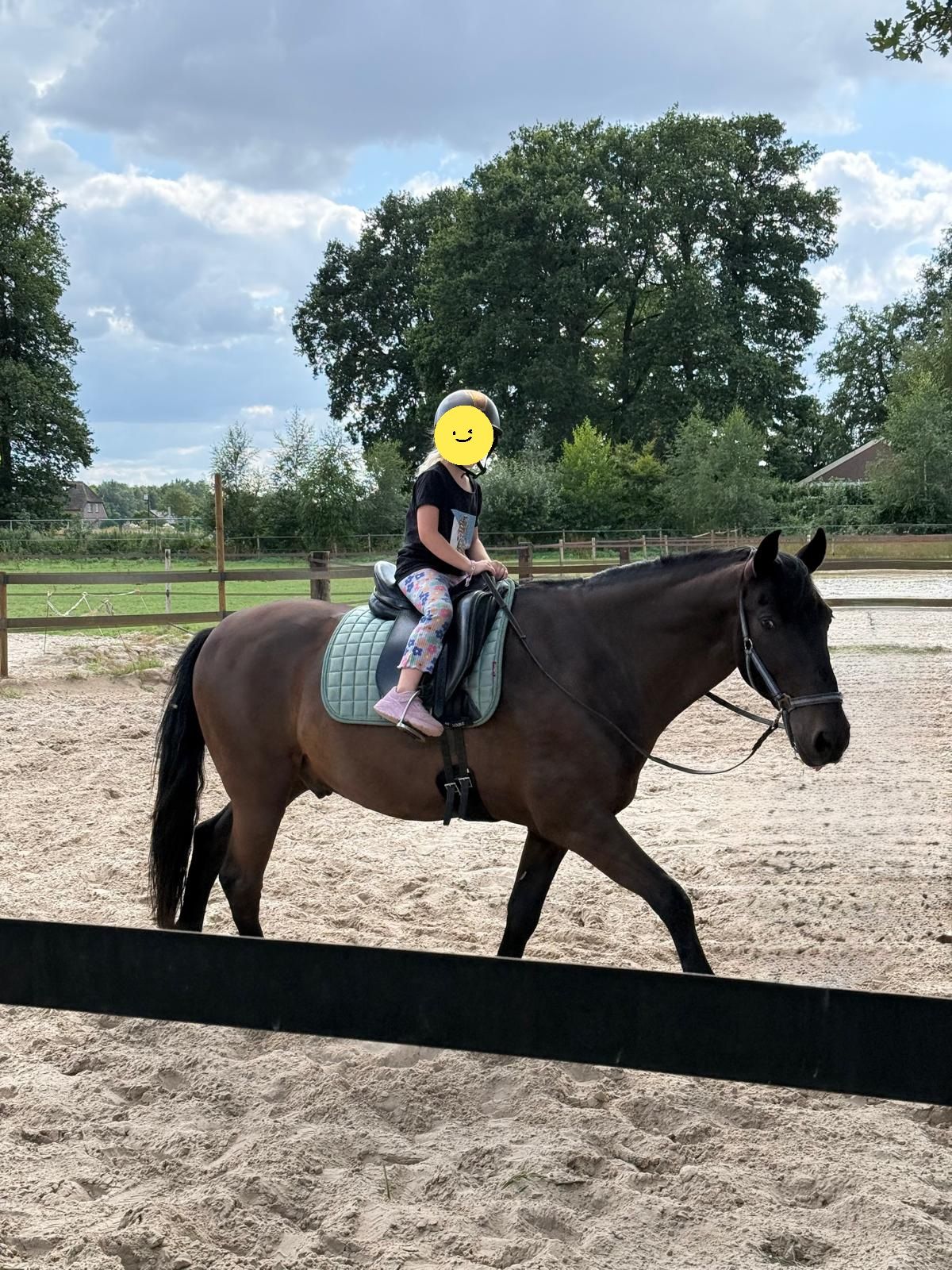 ander allround-pony ruin 12 jaar donkerbruin te koop - Foto 2