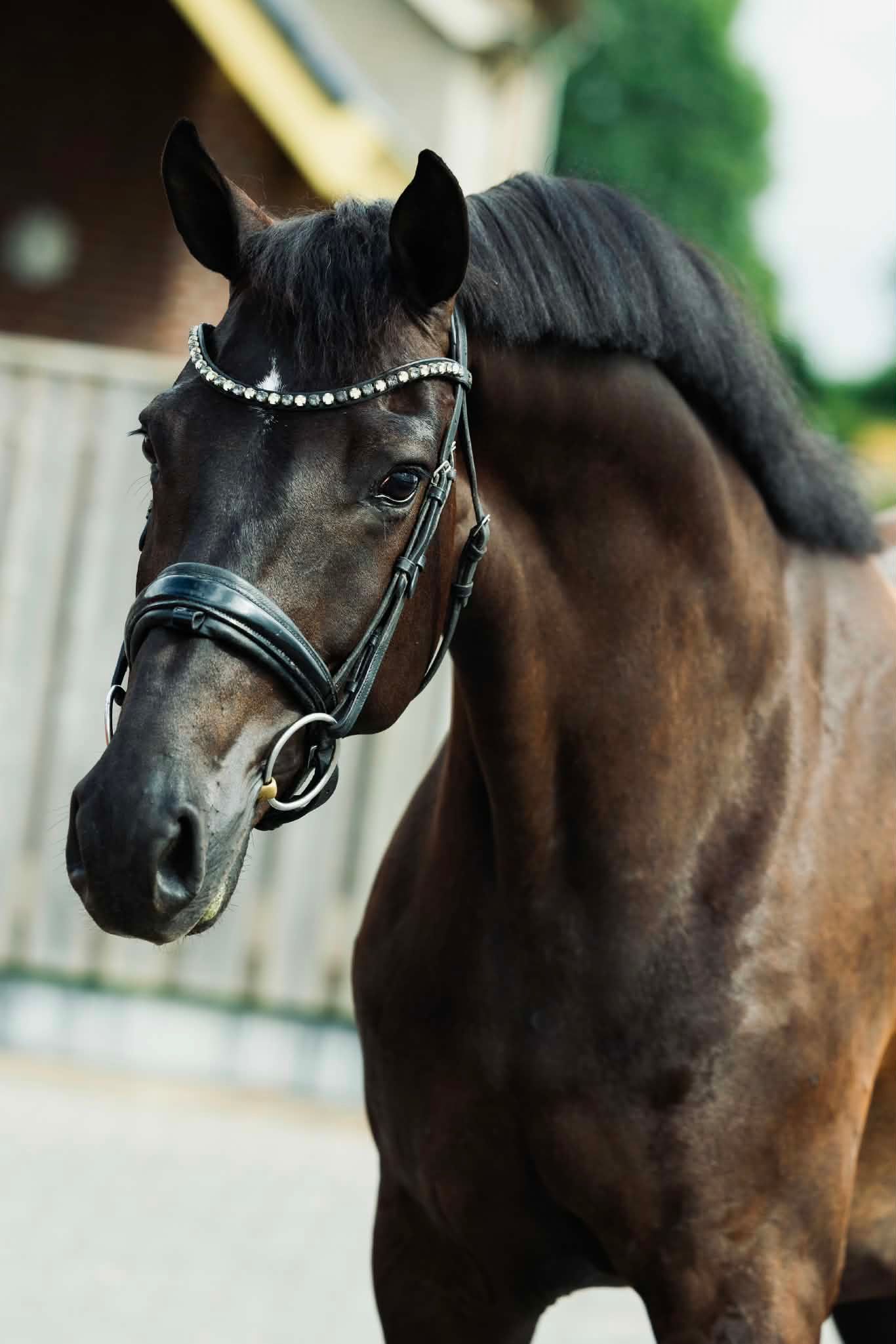 Hele knappe 5 jarige merrie te koop! Unieke kans!