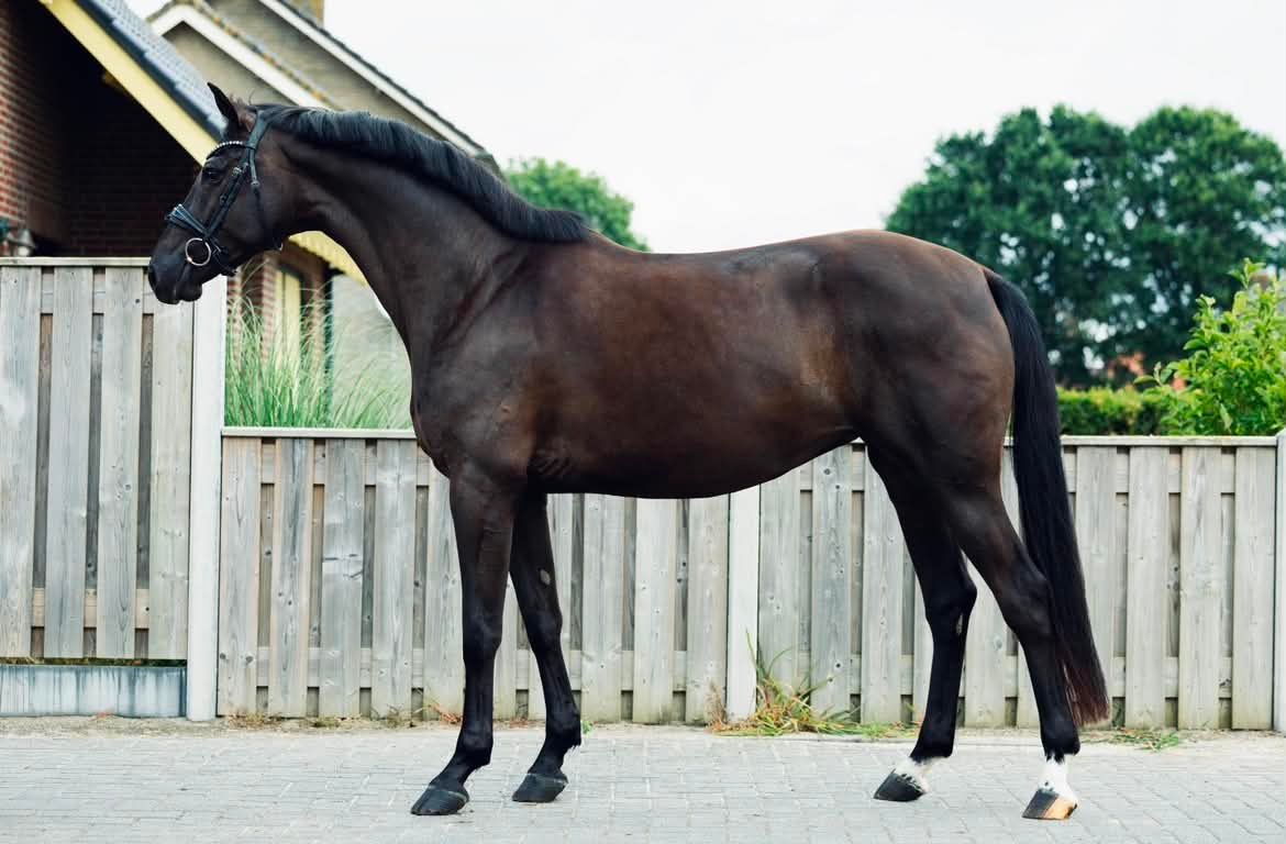 kwpn dressuurpaard merrie 5 jaar zwart te koop - Foto 2