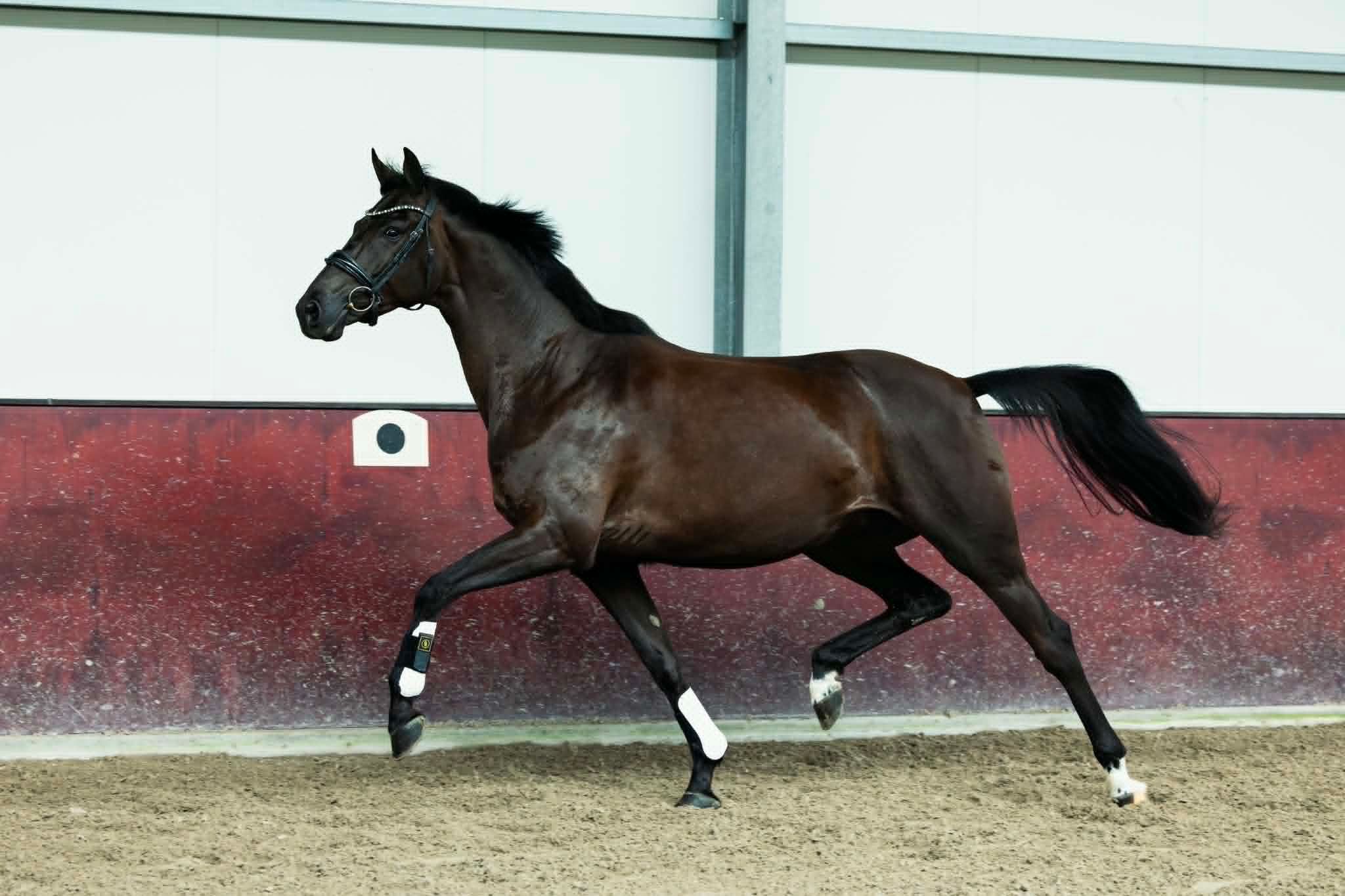 kwpn dressuurpaard merrie 5 jaar zwart te koop - Foto 3