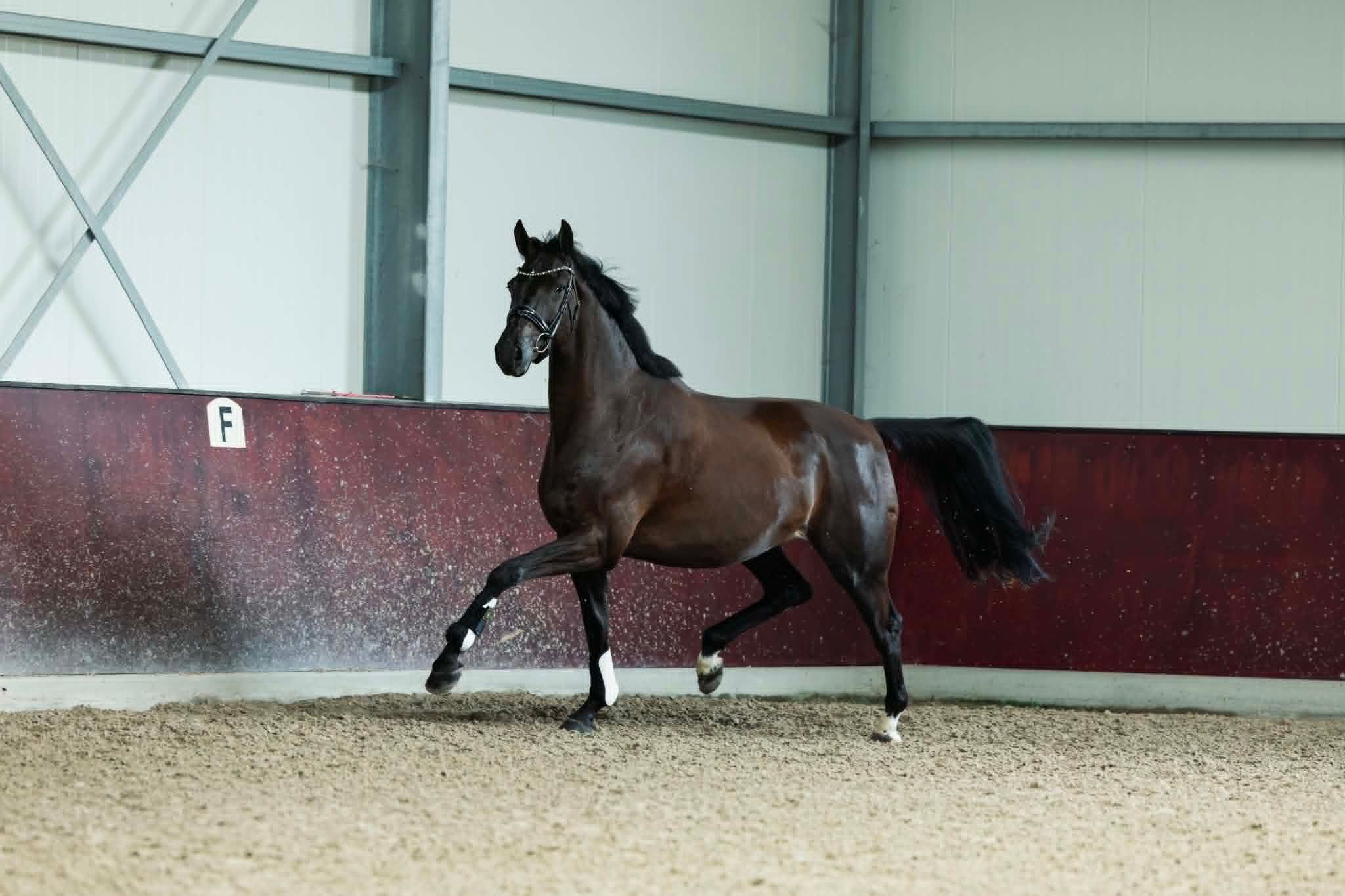 kwpn dressuurpaard merrie 5 jaar zwart te koop - Foto 4