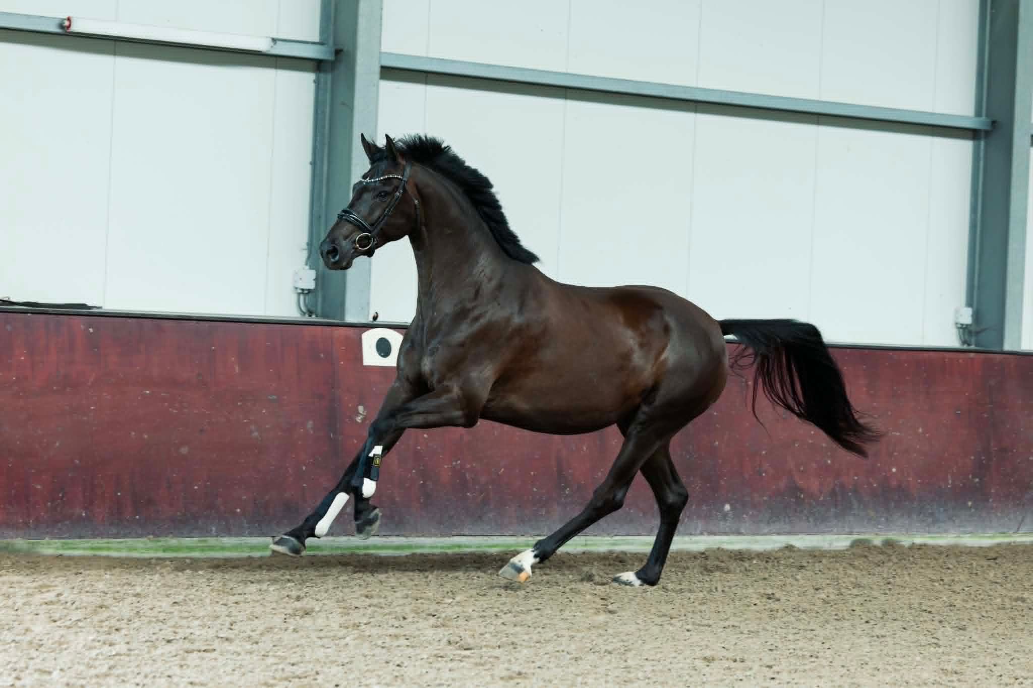 kwpn dressuurpaard merrie 5 jaar zwart te koop - Foto 5
