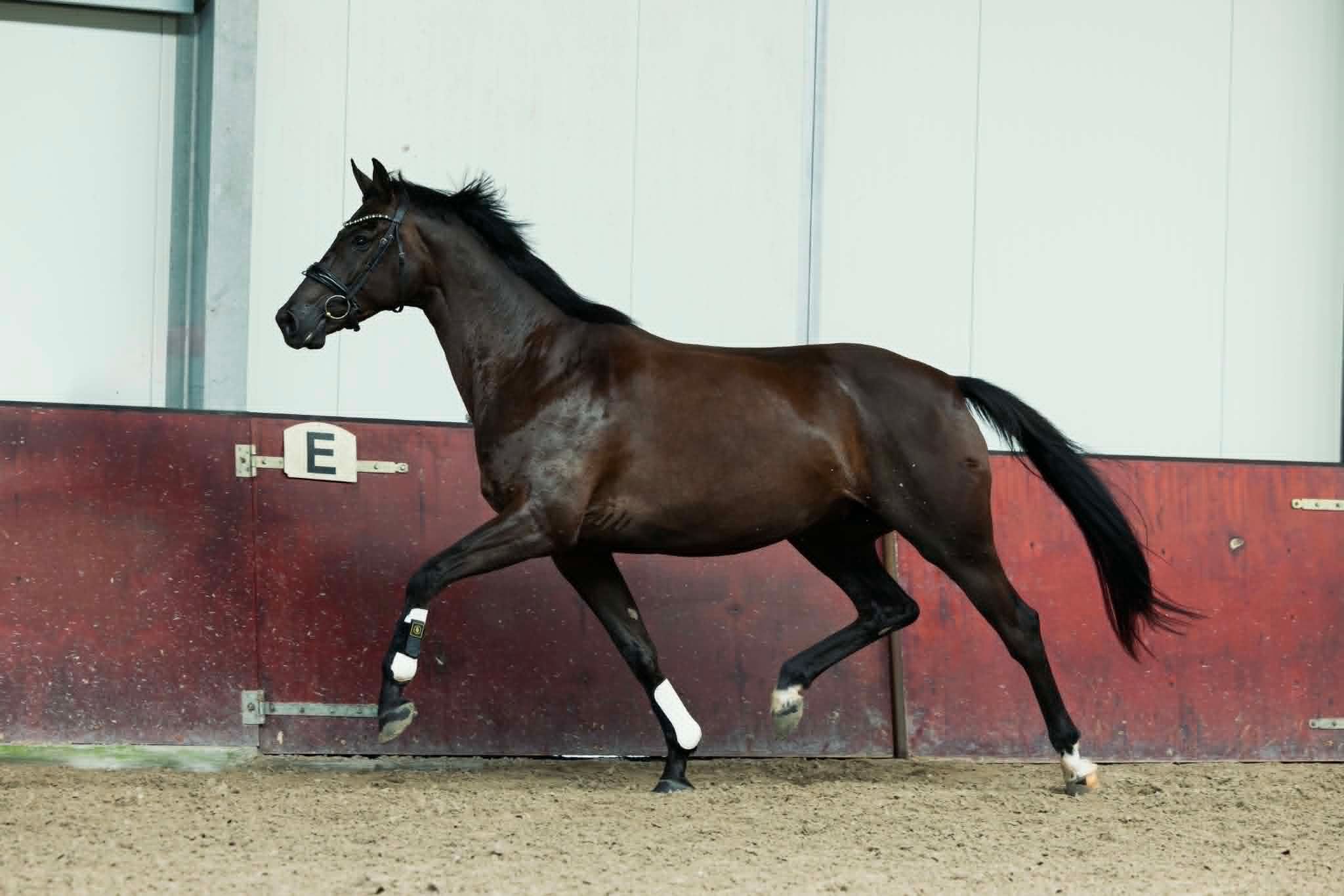 kwpn dressuurpaard merrie 5 jaar zwart te koop - Foto 6