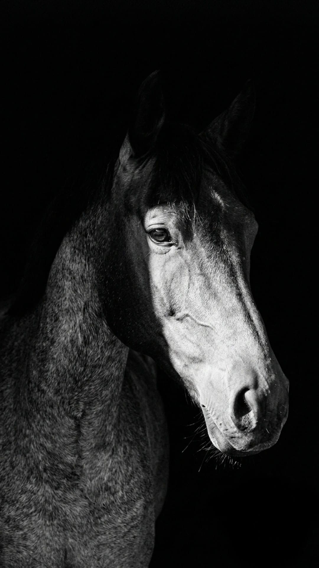 Bloedmooie sportmerrie te koop ⭐️