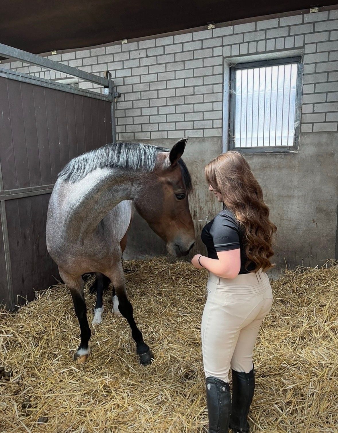 welsh dressuurpony merrie 13 år roan till salu - Foto 2