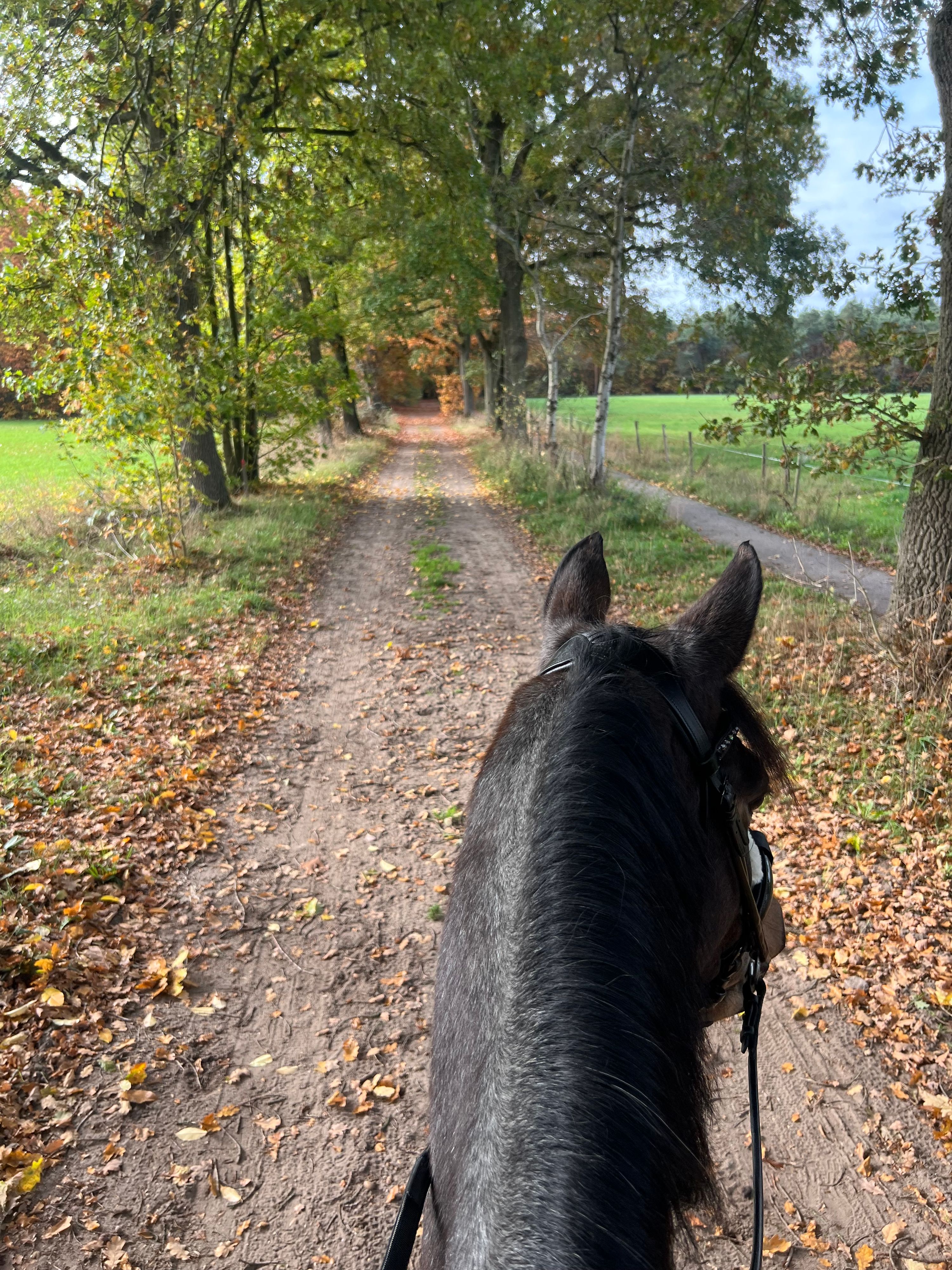 welsh dressuurpony merrie 13 år roan till salu - Foto 3