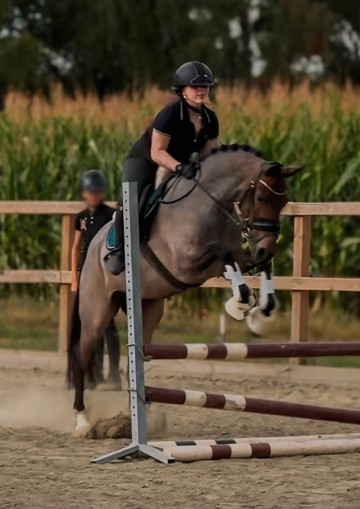 welsh dressuurpony merrie 13 år roan till salu - Foto 4