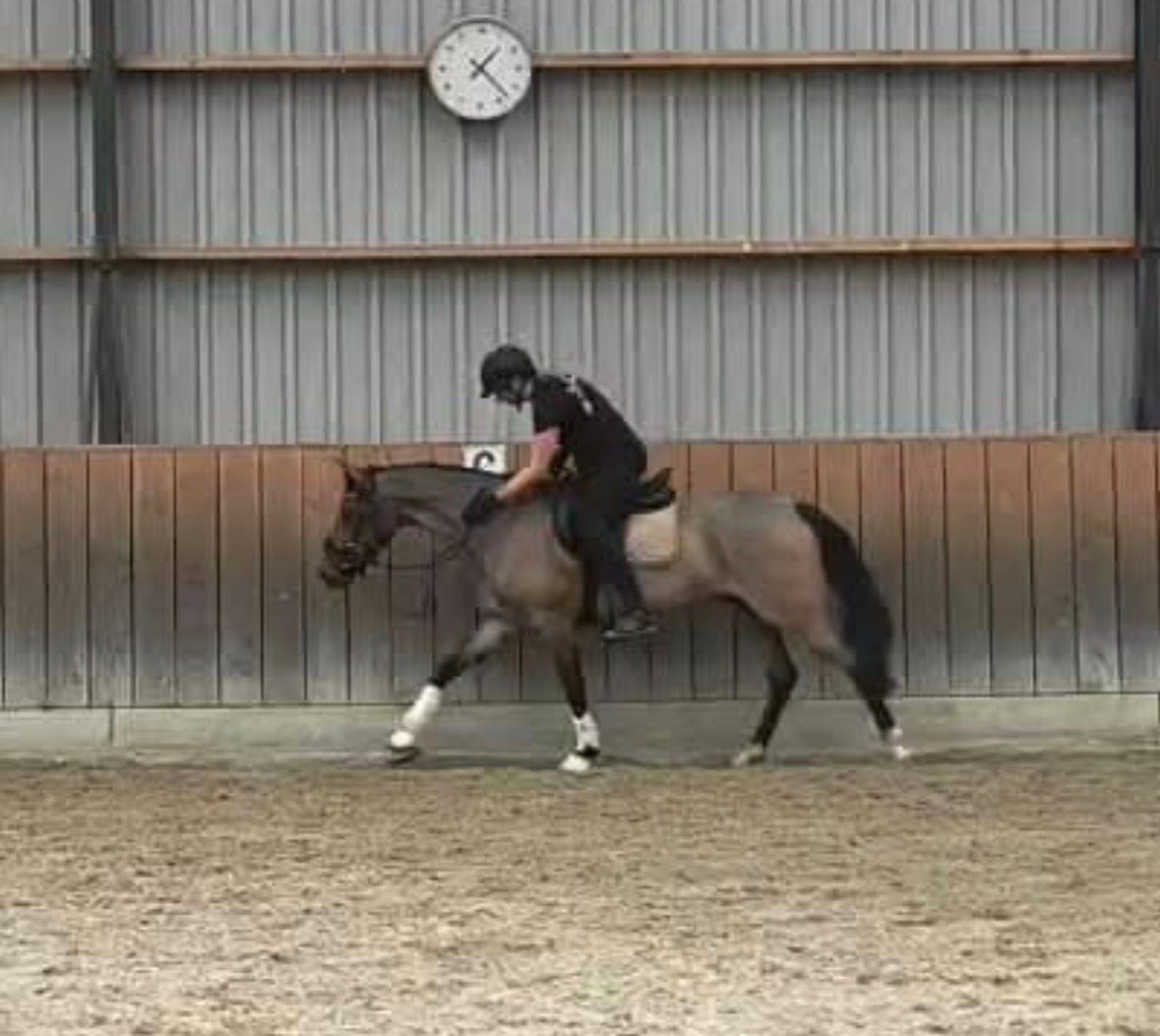 welsh dressuurpony merrie 13 år roan till salu - Foto 6