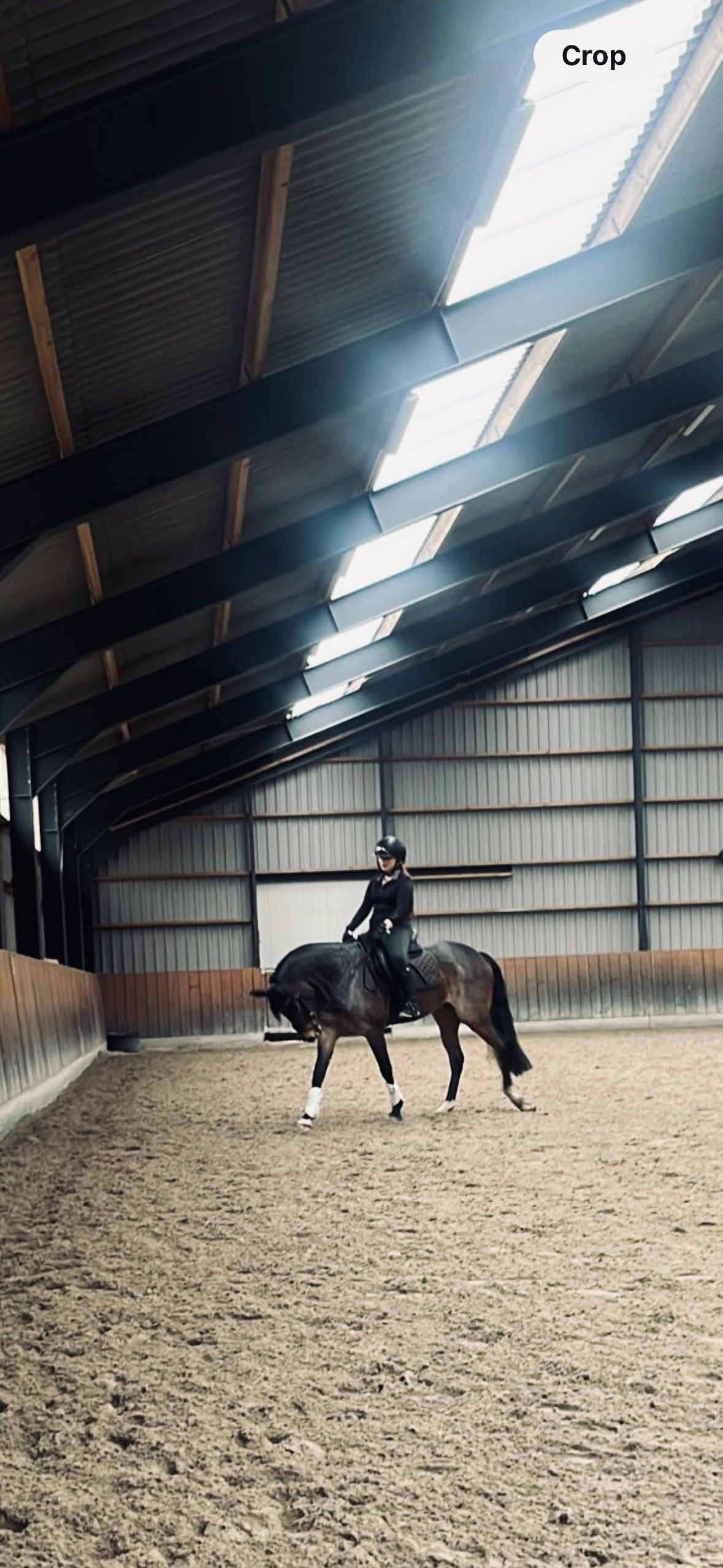 welsh dressuurpony merrie 13 år roan till salu - Foto 5