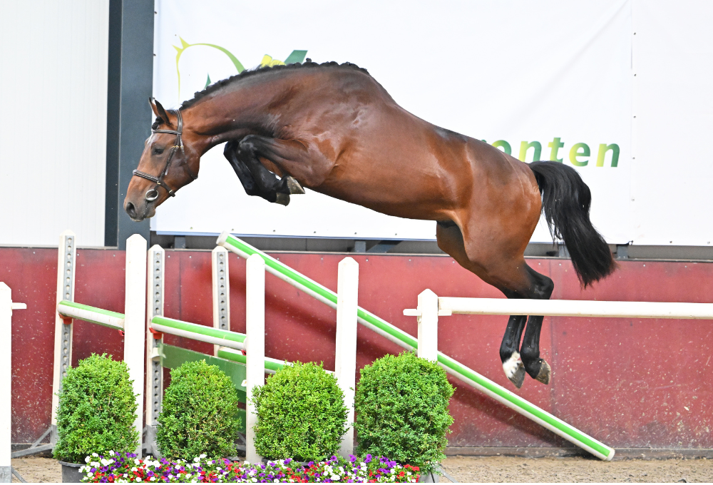 Several 3-year-old jumping talents