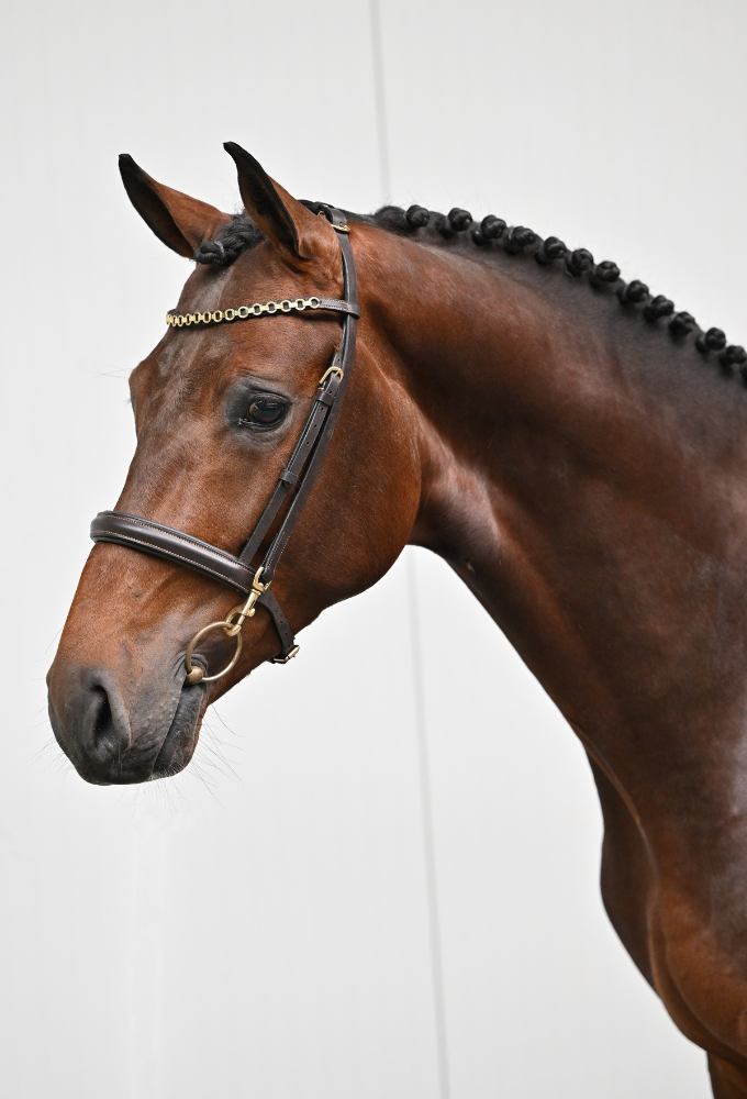 springpaard ruin 3 years old bruin for sale - Photo 3