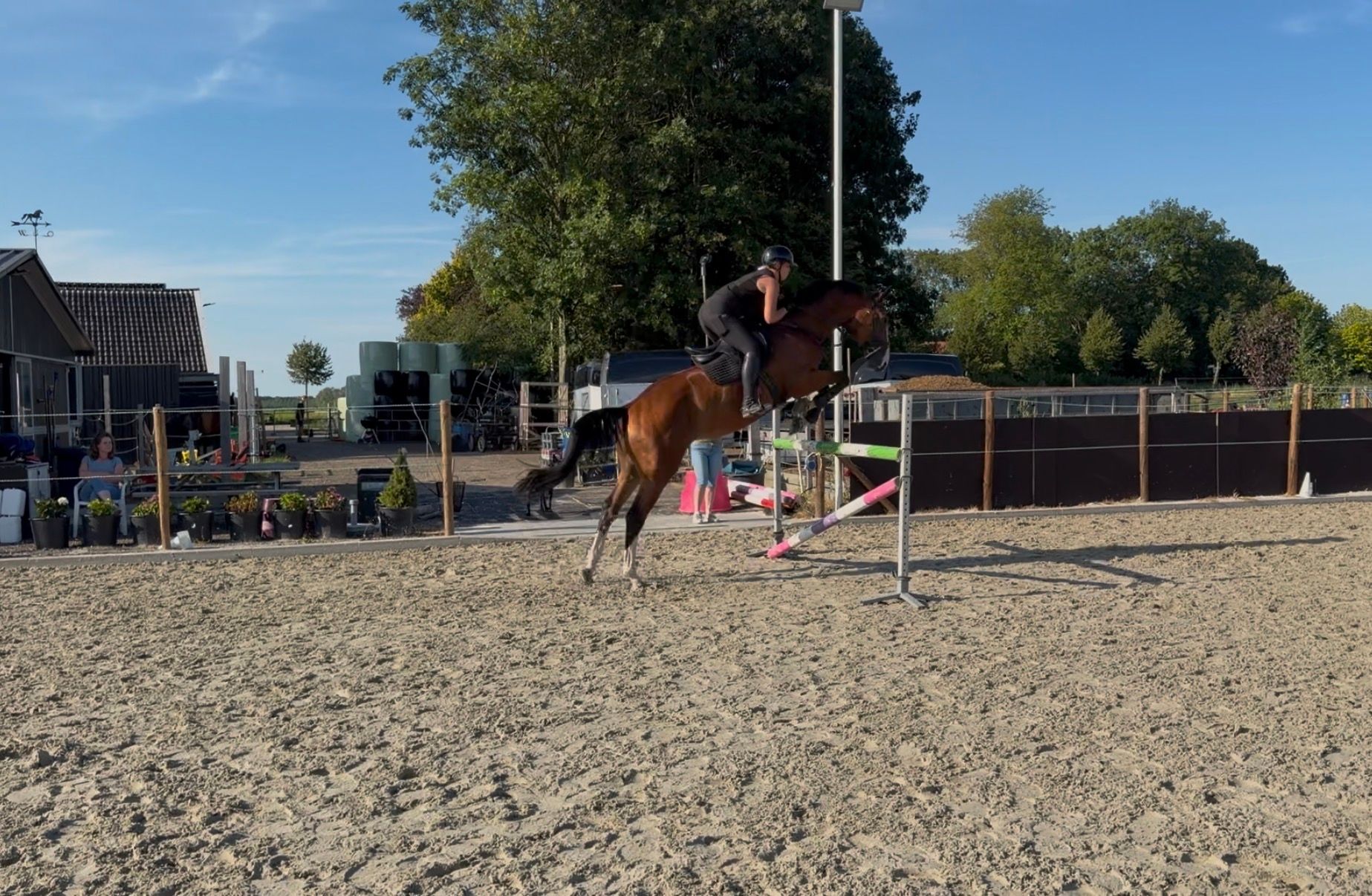 kwpn springpaard ruin 5 ani bruin de vânzare - Foto 5