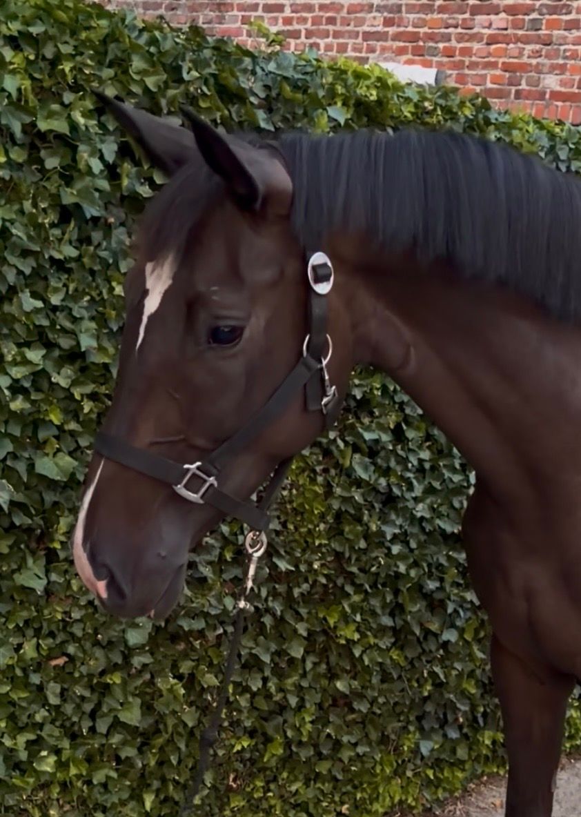 zangersheide paard merrie 4 jaar donkerbruin te koop - Foto 2