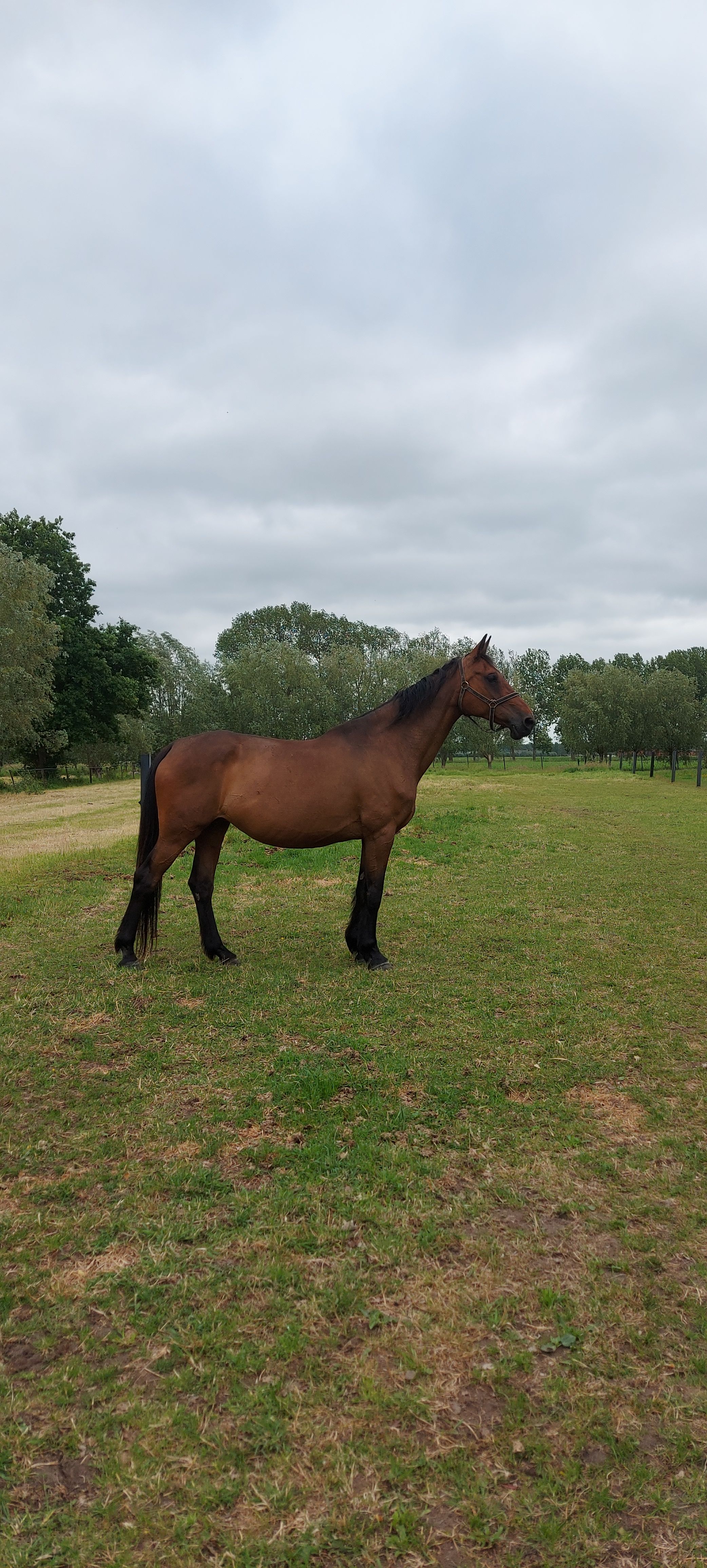 holstein fokmerrie merrie 15 jaar bruin te koop - Foto 3