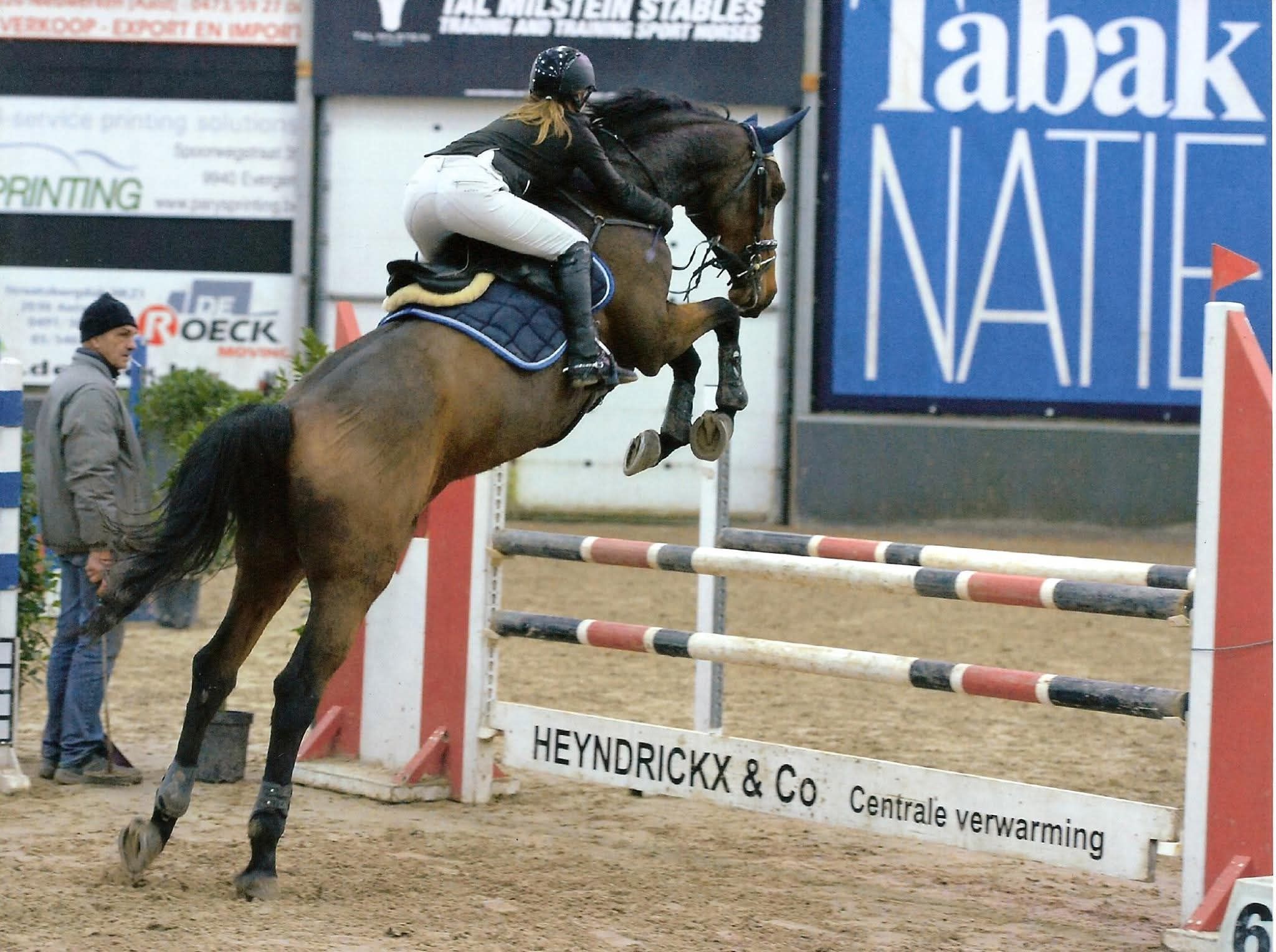 holstein fokmerrie merrie 15 jaar bruin te koop - Foto 4