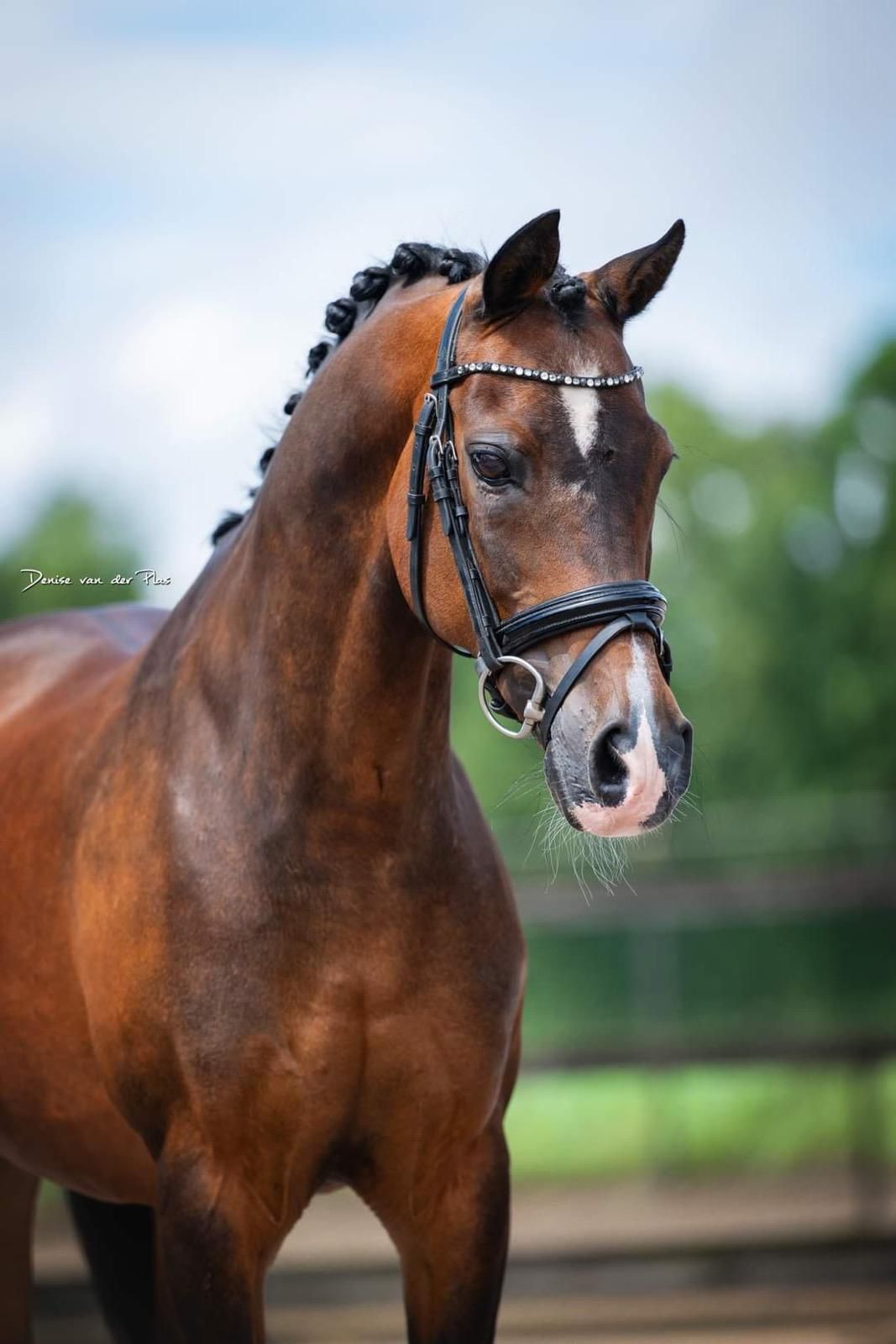 dressuurpony ruin 18 jaar te koop - Foto 2